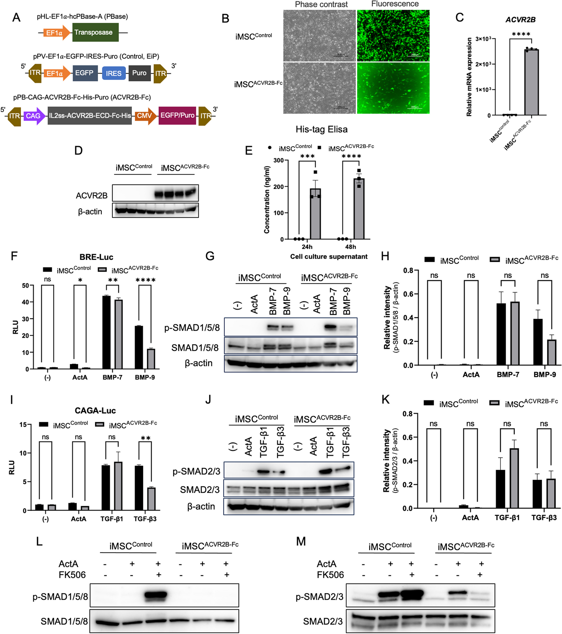 iMSC-mediated delivery of ACVR2B-Fc fusion protein reduces heterotopic ossification in a mouse model of fibrodysplasia ossificans progressiva