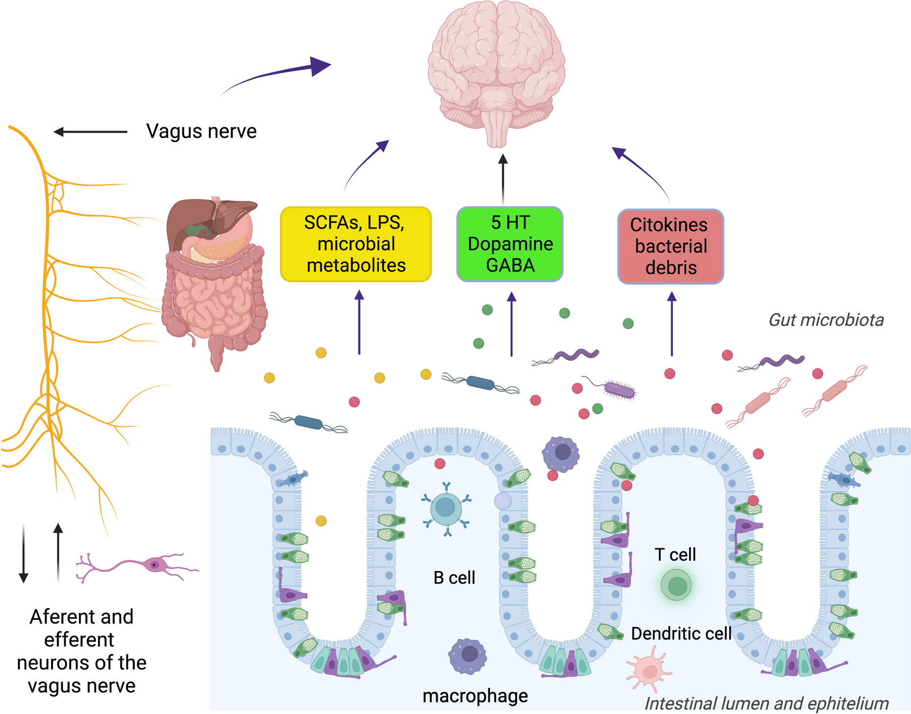 Gut-Brain Axis Deregulation and Its Possible Contribution to Neurodegenerative Disorders