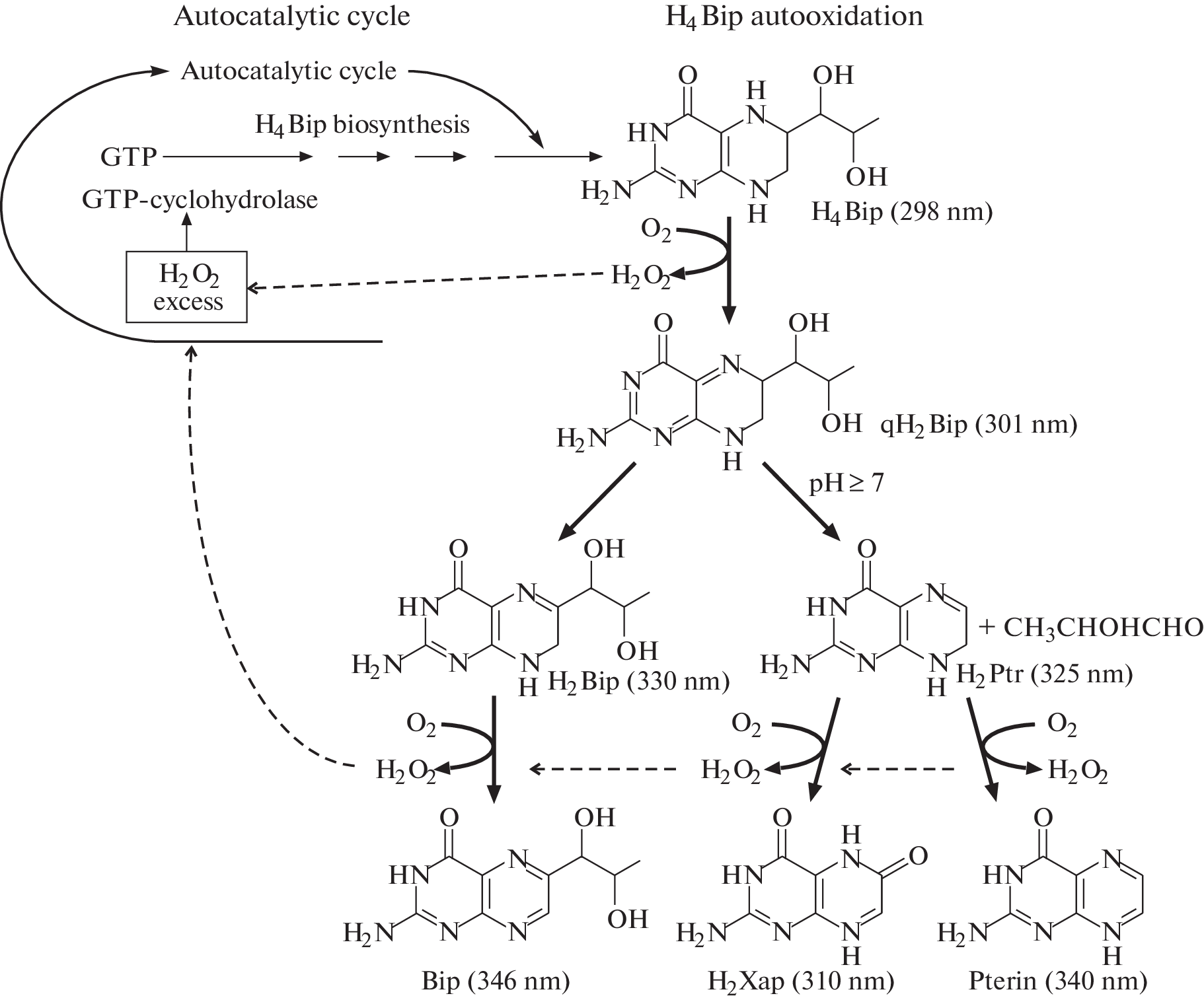 Photooxidation of Tetrahydrobiopterin as the Basis of Vitiligo Phototherapy