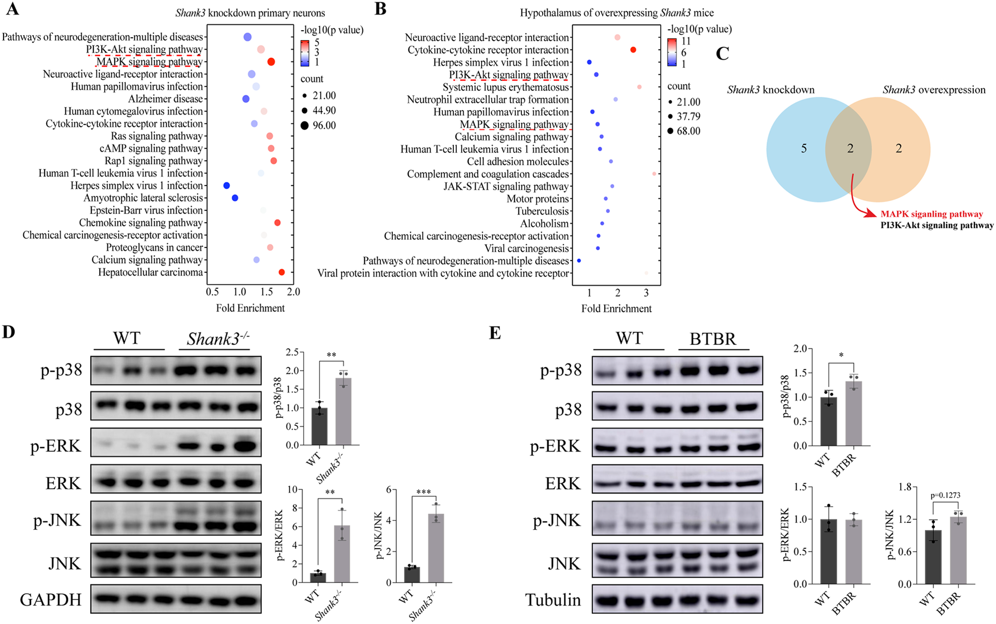 Shank3 deficiency elicits autistic-like behaviors by activating p38α in hypothalamic AgRP neurons