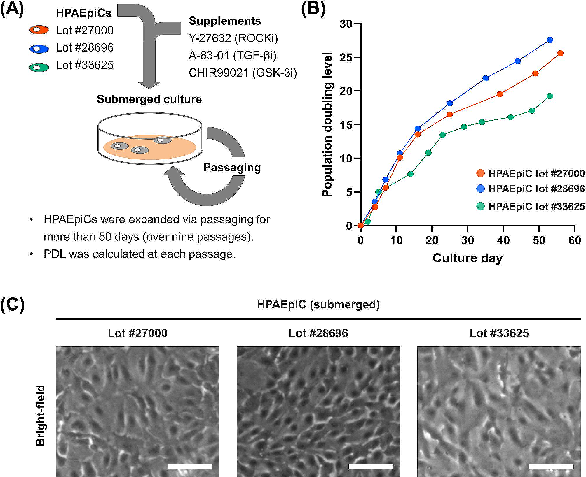 Development of an in vitro human alveolar epithelial air-liquid interface model using a small molecule inhibitor cocktail