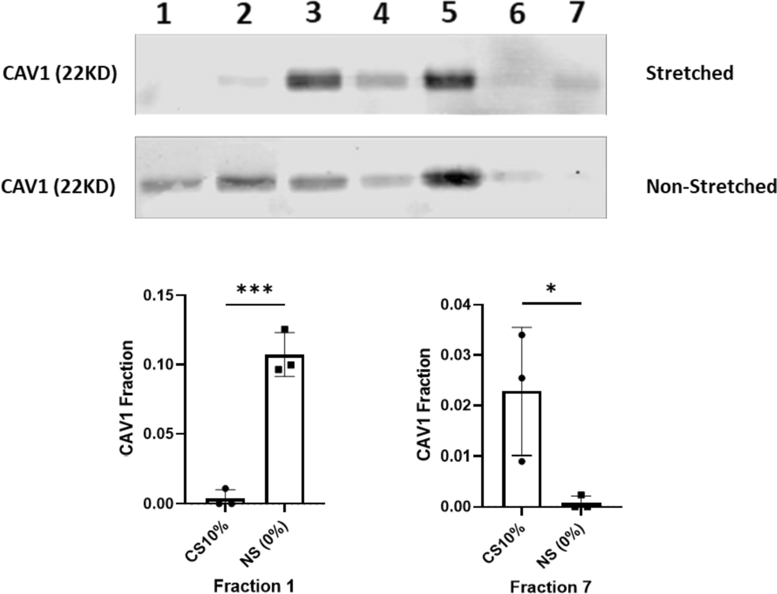 Mechanical stretch leads to increased caveolin-1 content and mineralization potential in extracellular vesicles from vascular smooth muscle cells