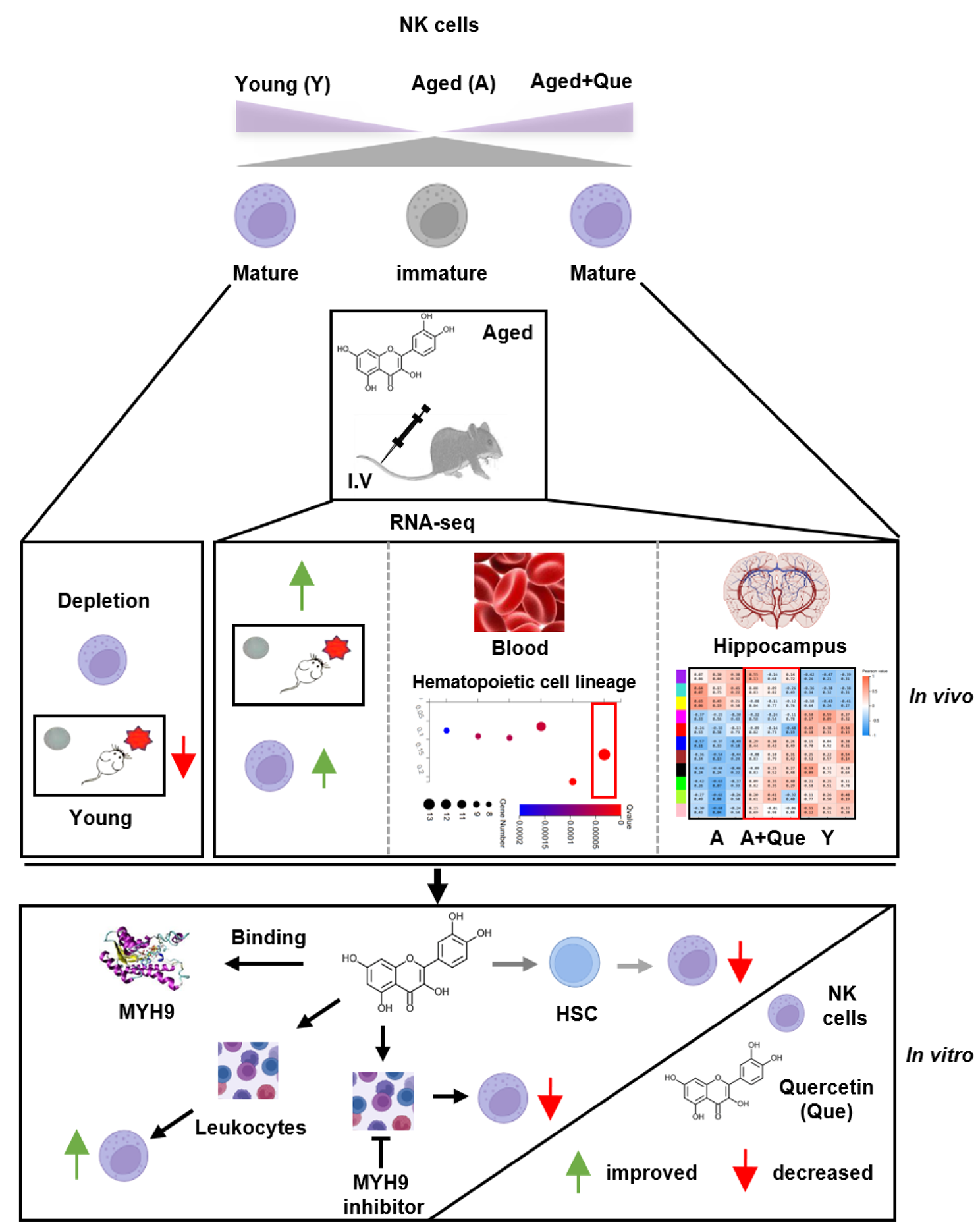 Quercetin promotes the proportion and maturation of NK cells by binding to MYH9 and improves cognitive functions in aged mice
