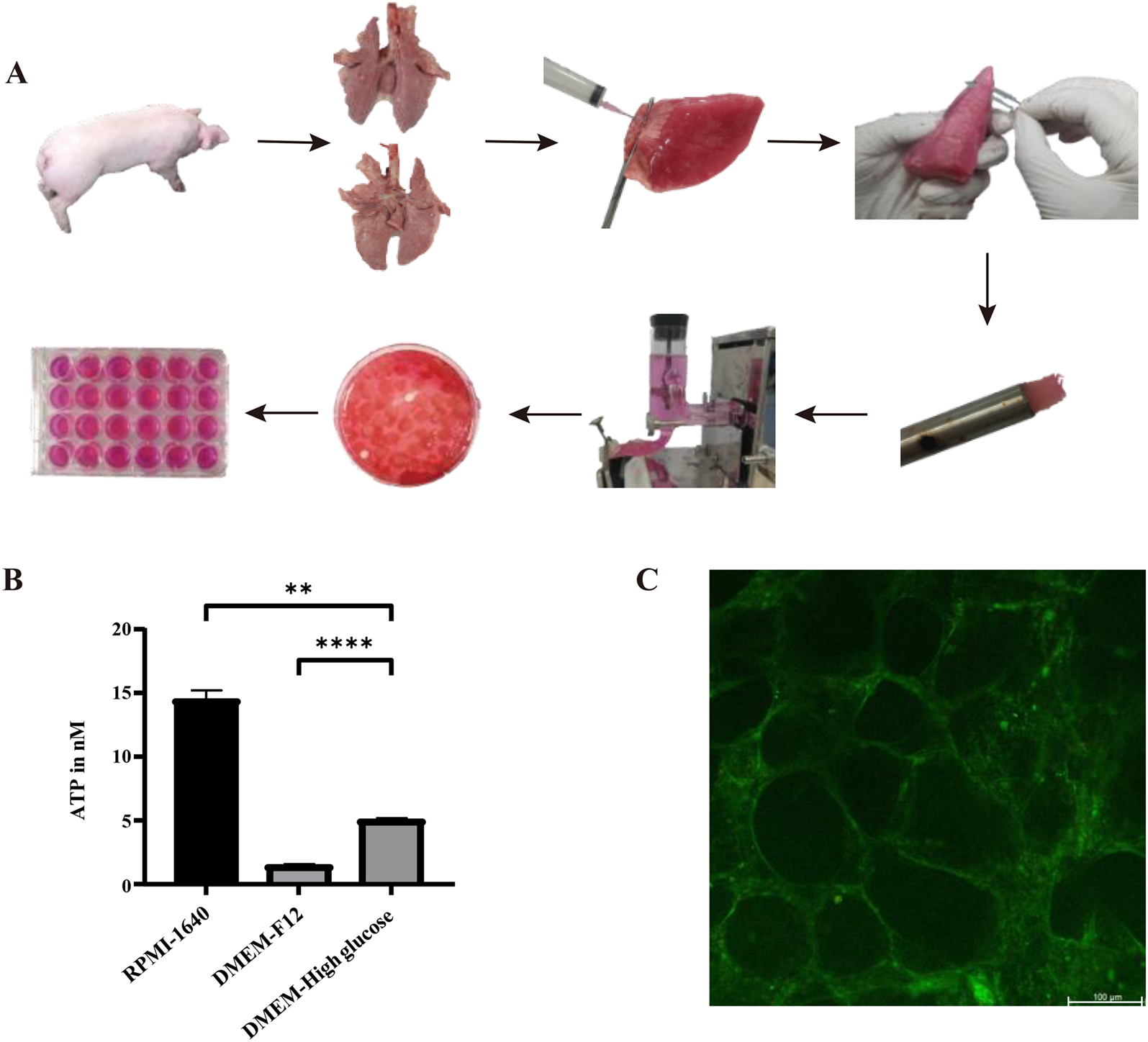 Porcine lung tissue slices: a culture model for PRCV infection and innate immune response investigations