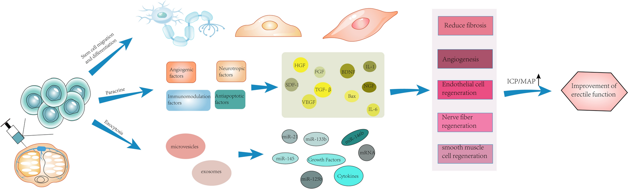 Research Advances in Stem Cell Therapy for Erectile Dysfunction