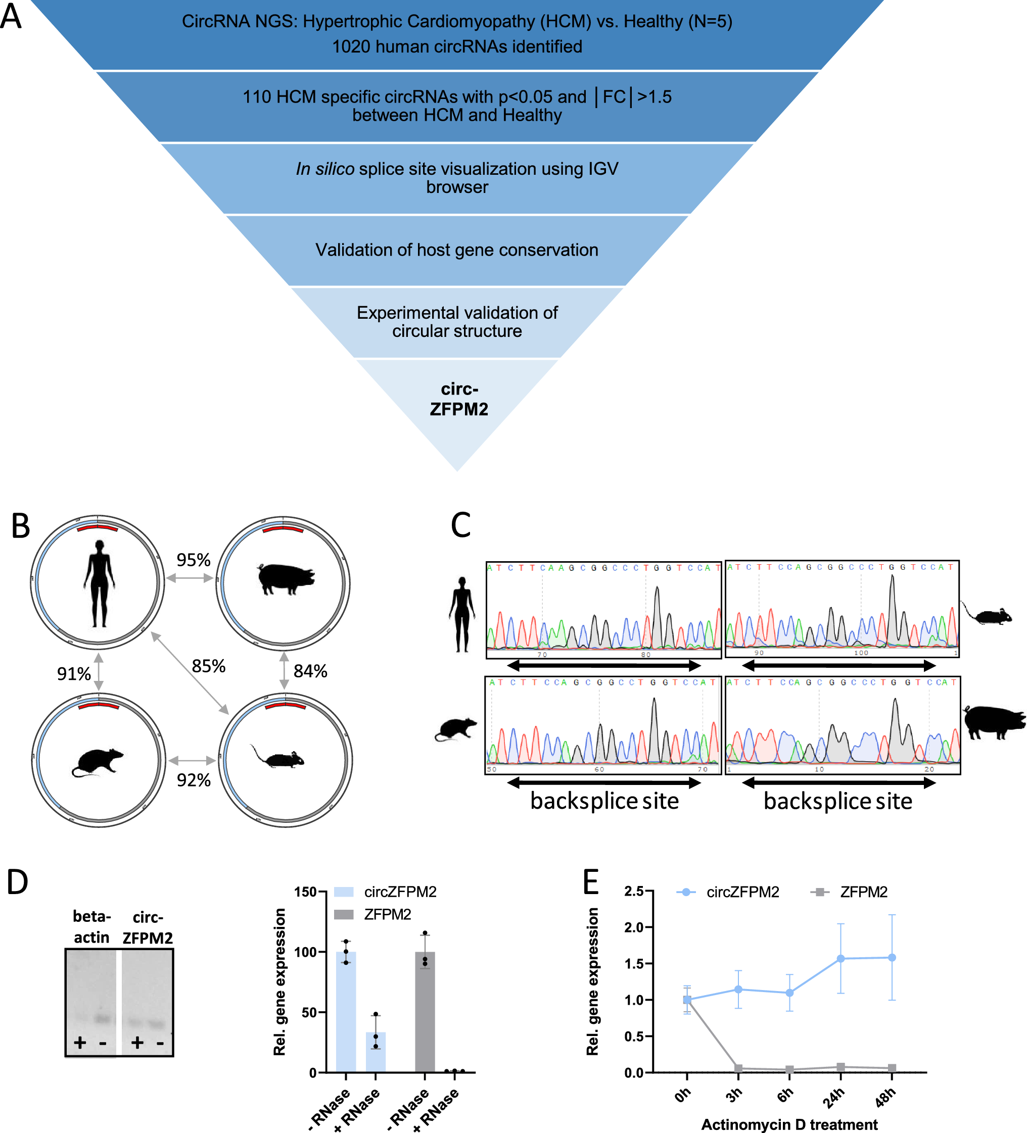 Circular RNA circZFPM2 regulates cardiomyocyte hypertrophy and survival
