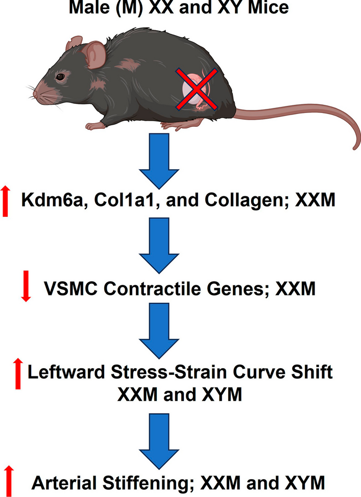 Testosterone deficiency promotes arterial stiffening independent of sex chromosome complement