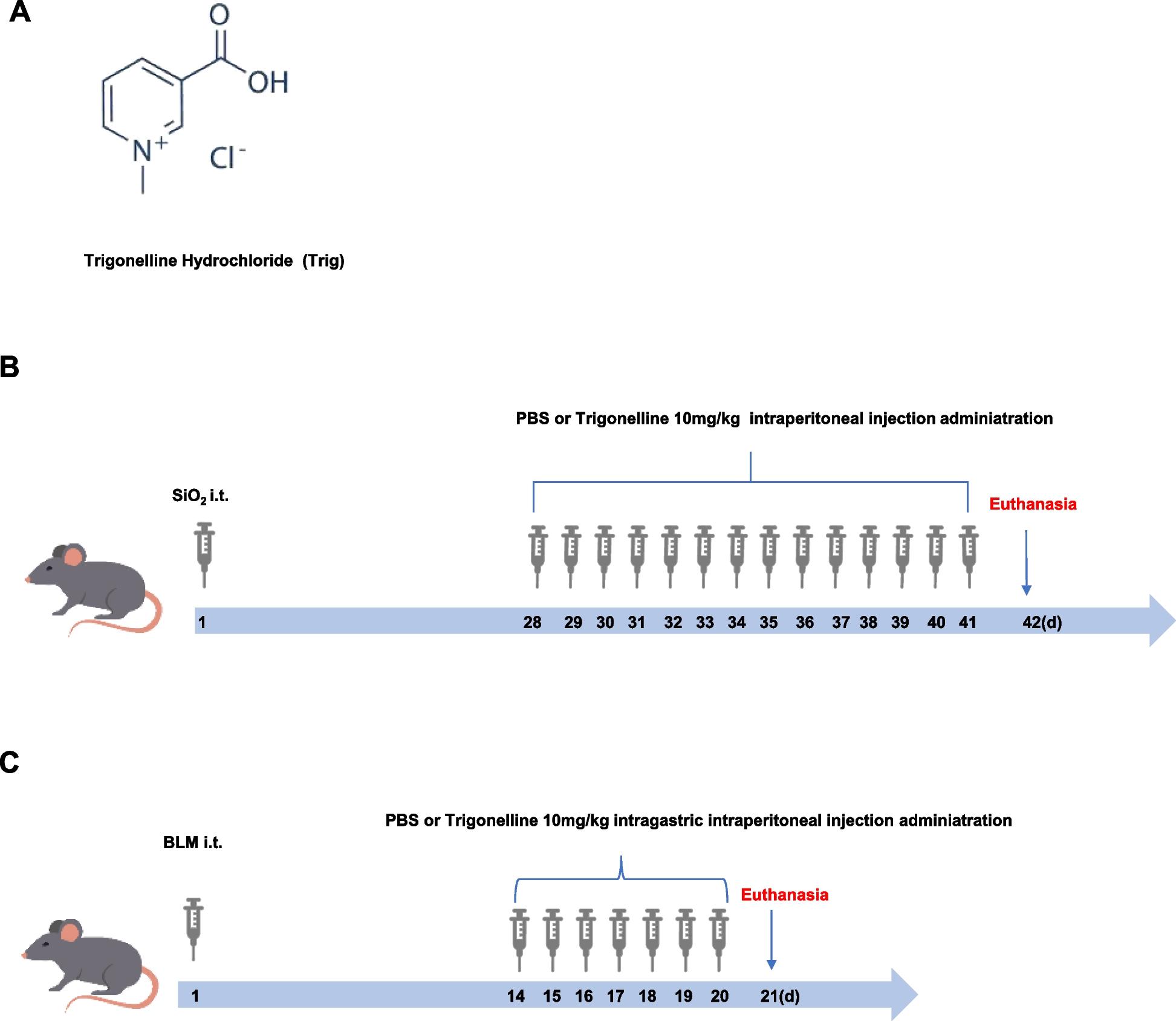 Trigonelline hydrochloride attenuates silica-induced pulmonary fibrosis by orchestrating fibroblast to myofibroblast differentiation