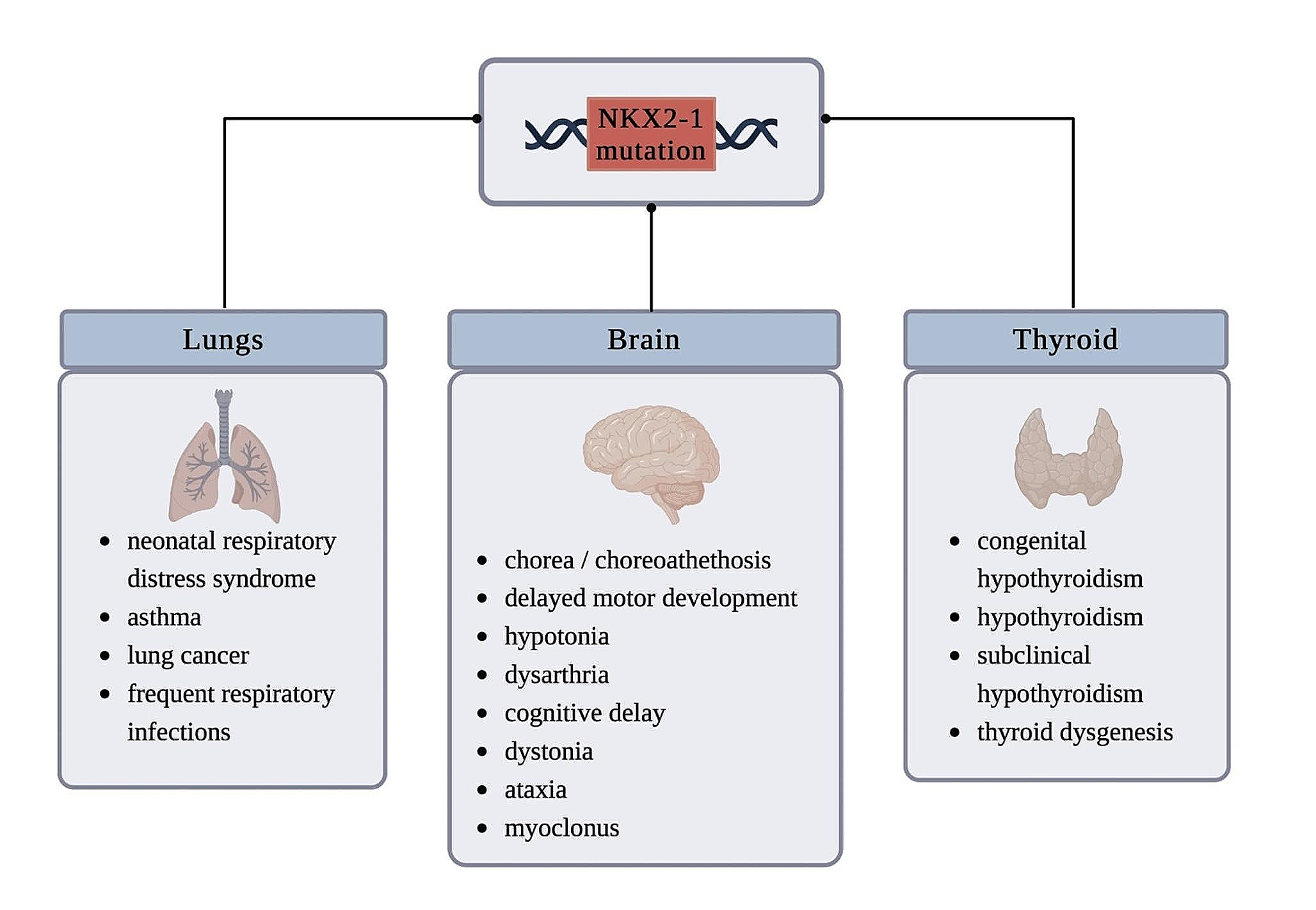 Differential diagnosis of Huntington’s disease− neurological aspects of NKX2-1-related disorders