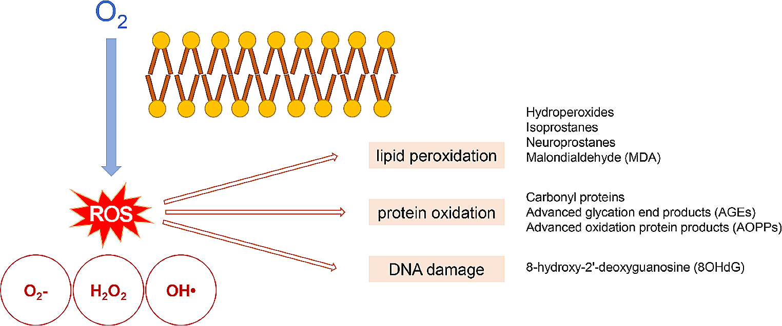 Hyperoxia and brain: the link between necessity and injury from a molecular perspective