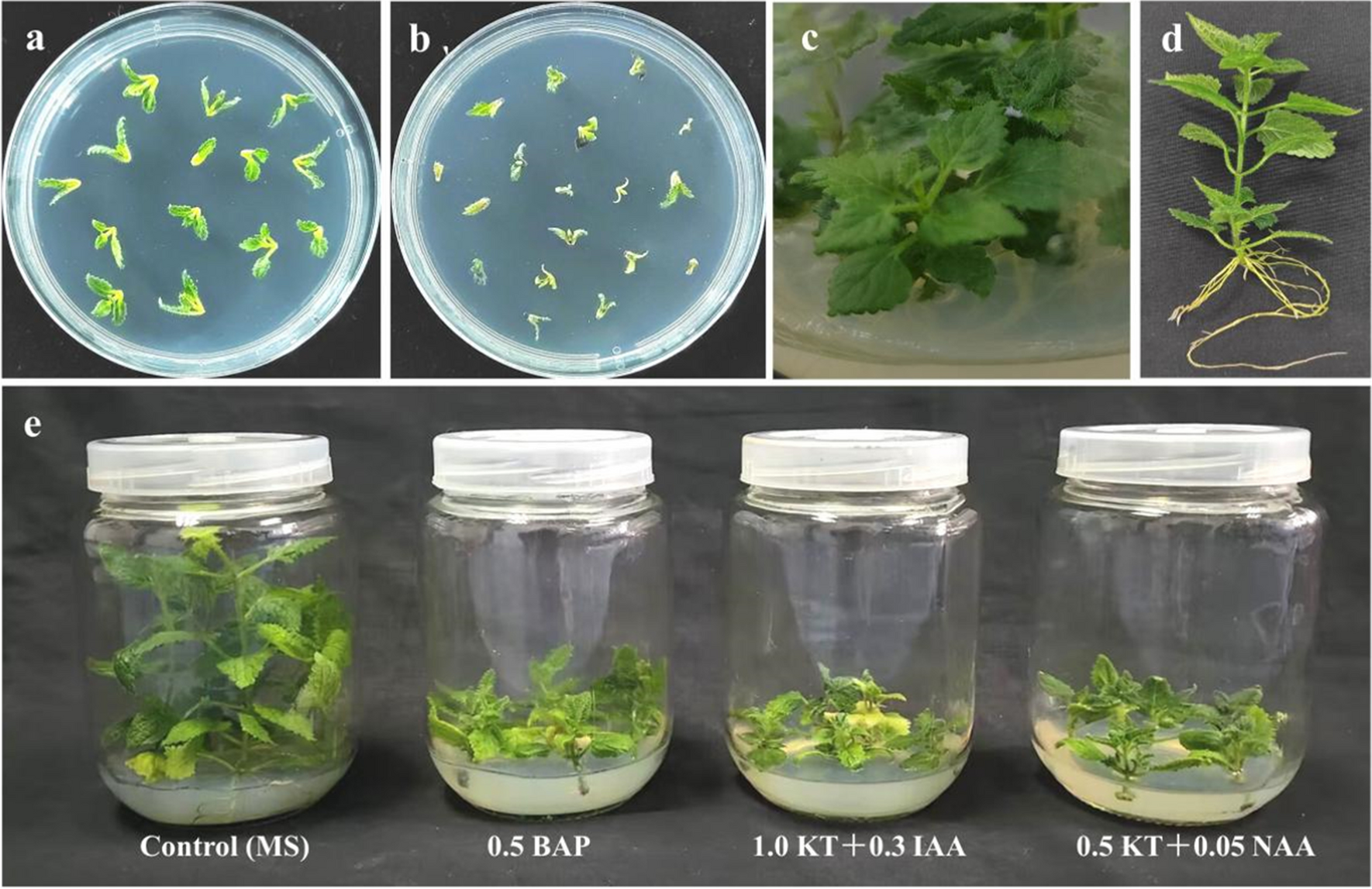Improvement of Stachys sieboldii (Miq.) growth by virus elimination of shoot apices cultivated on media free of plant growth regulators