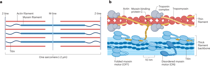 Functional control of myosin motors in the cardiac cycle