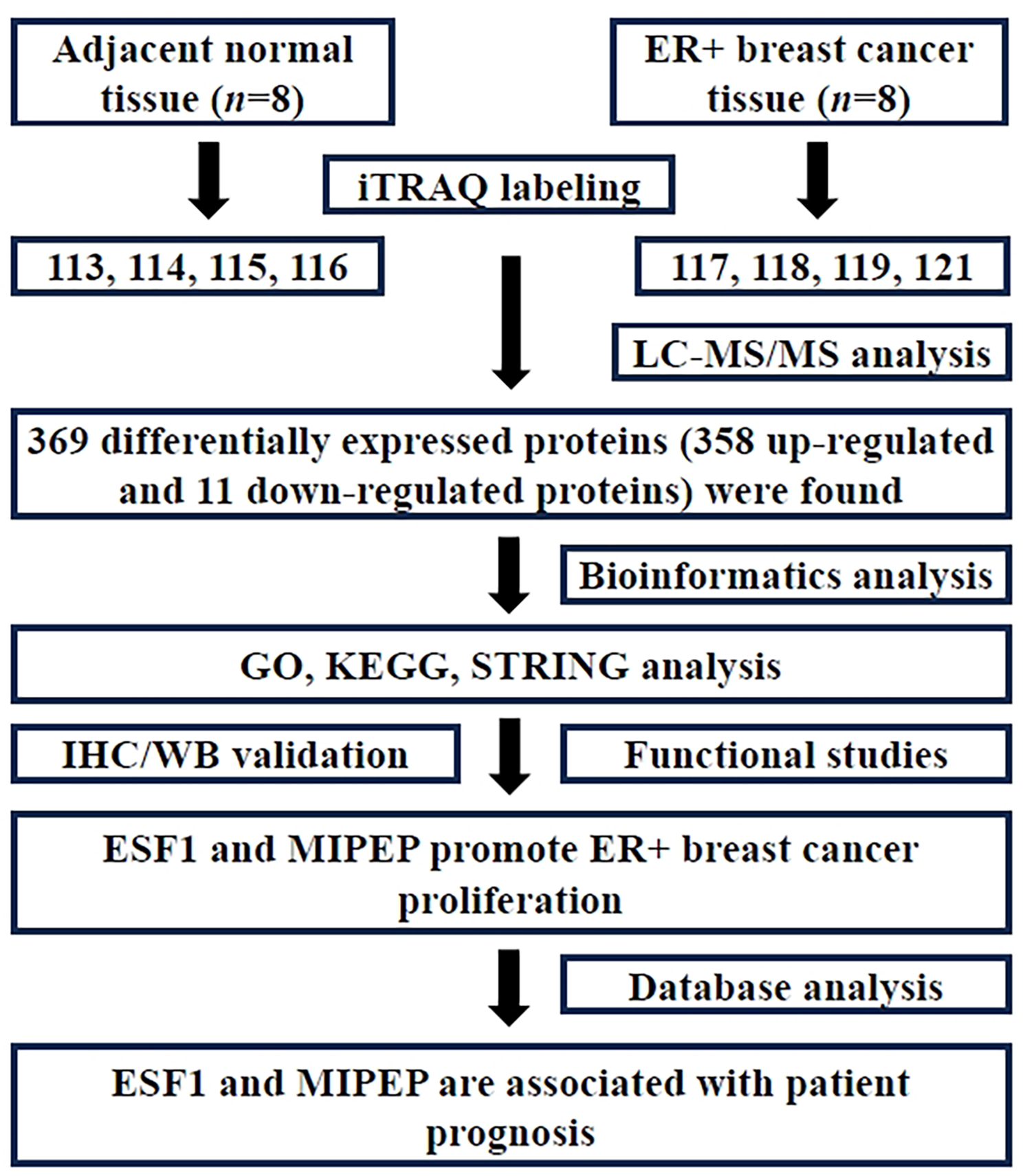ESF1 and MIPEP proteins promote estrogen receptor-positive breast cancer proliferation and are associated with patient prognosis