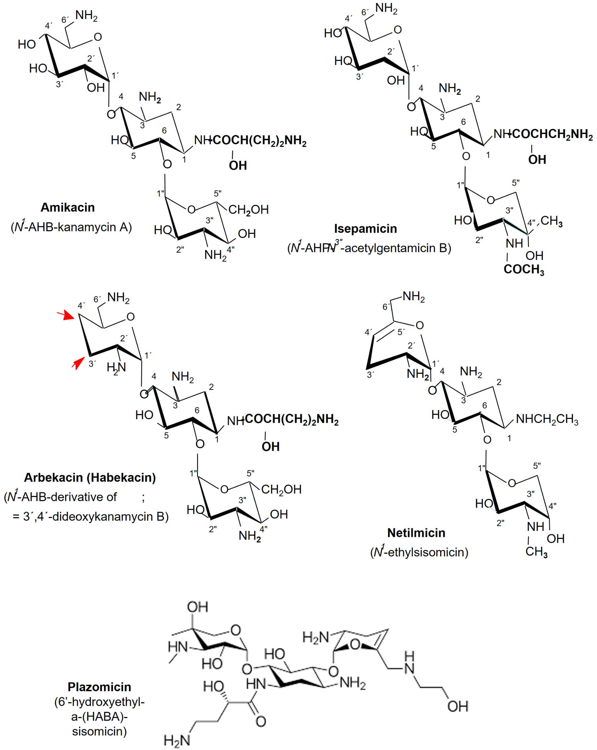 Combinatorial biosynthesis of novel aminoglycoside antibiotics via pathway engineering