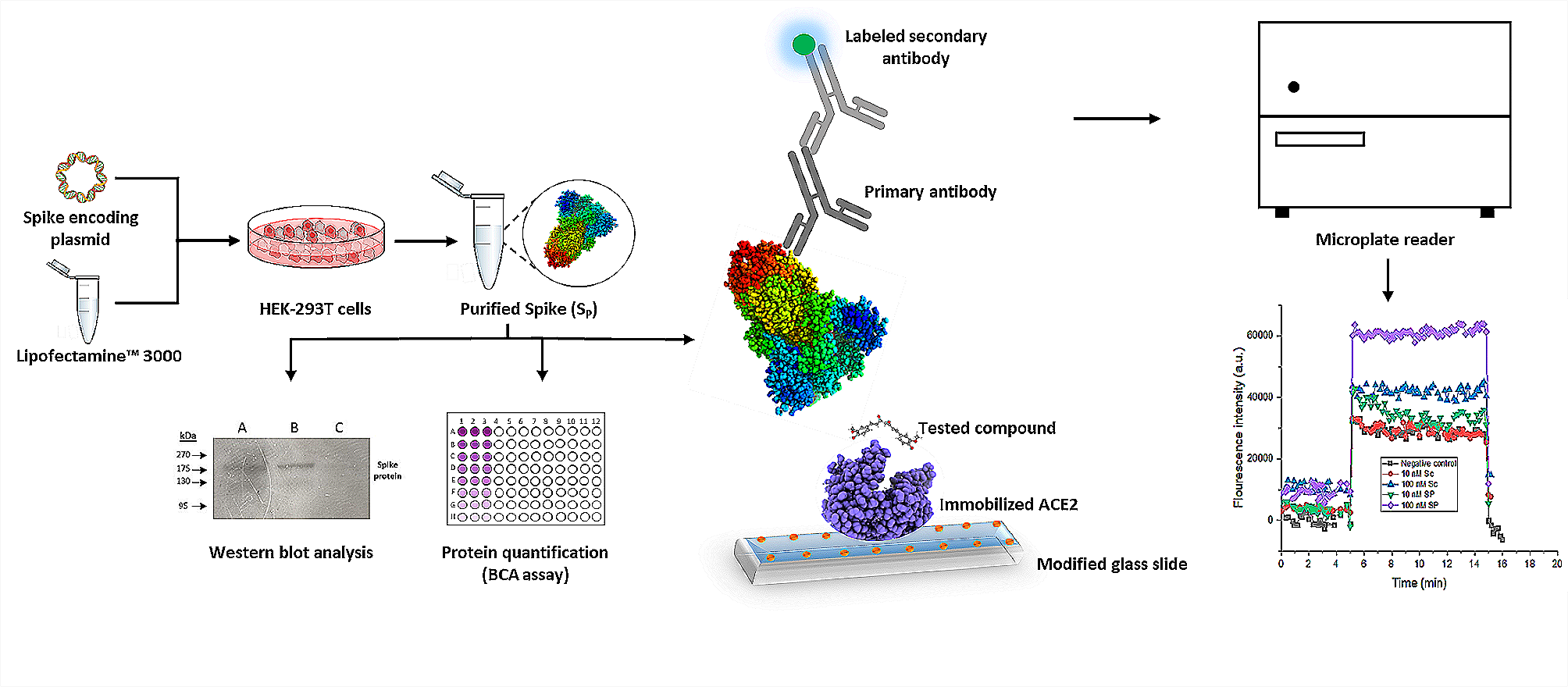 Establishment of in-house assay for screening of anti-SARS-CoV-2 protein inhibitors