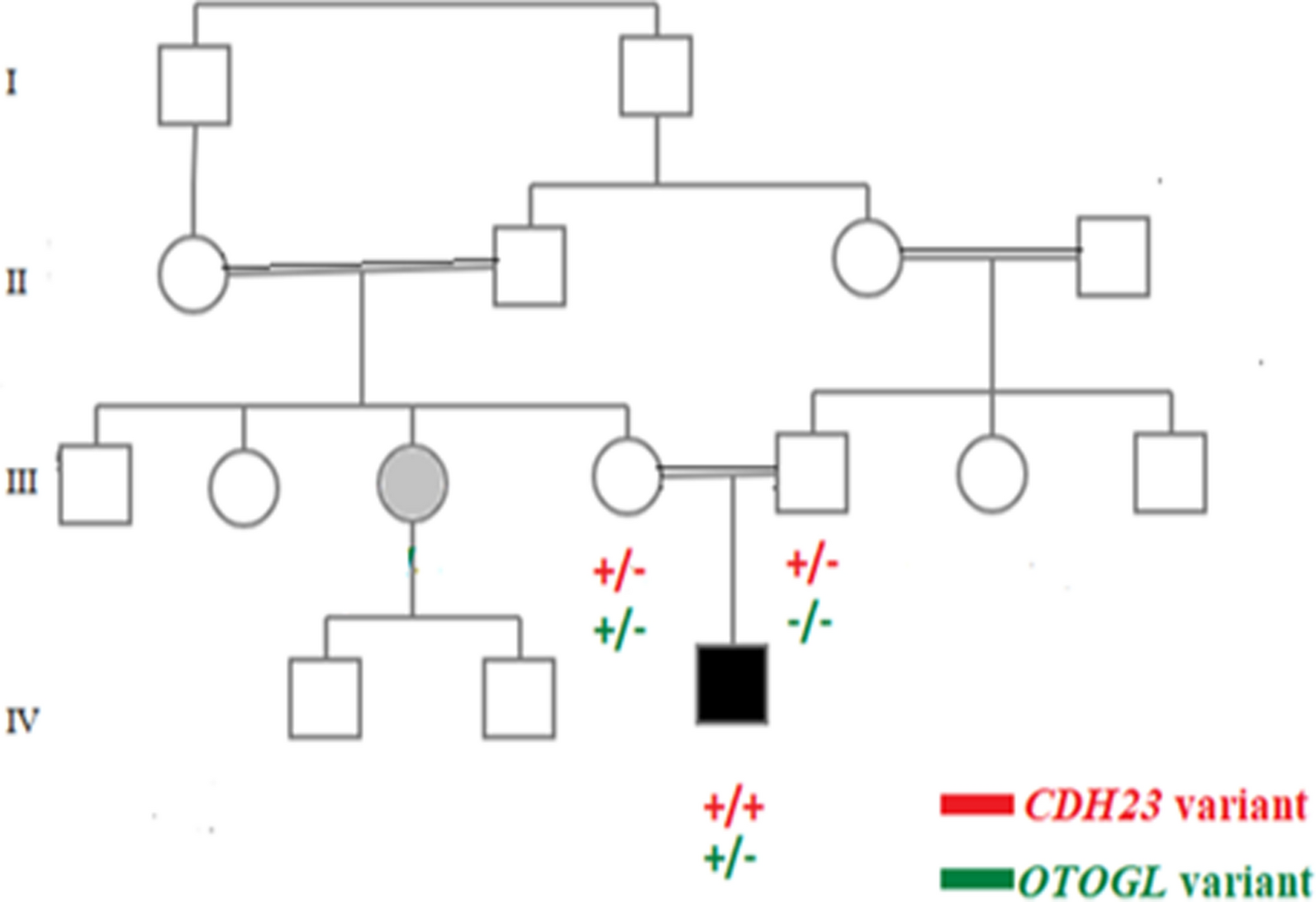 Identification of novel likely pathogenic variant in CDH23 causing non-syndromic hearing loss, and a novel variant in OTOGL in an extended Iranian family