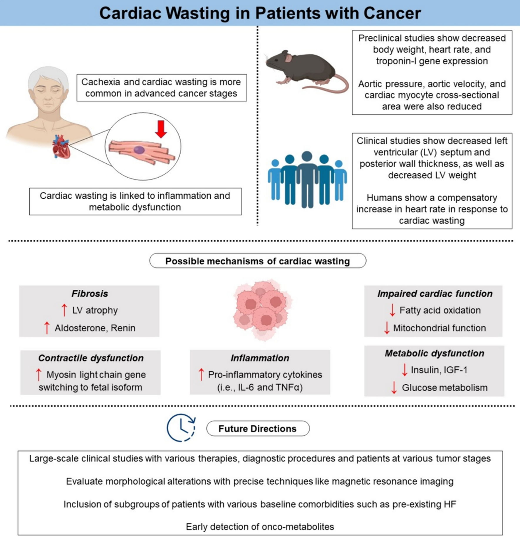 Cardiac wasting in patients with cancer