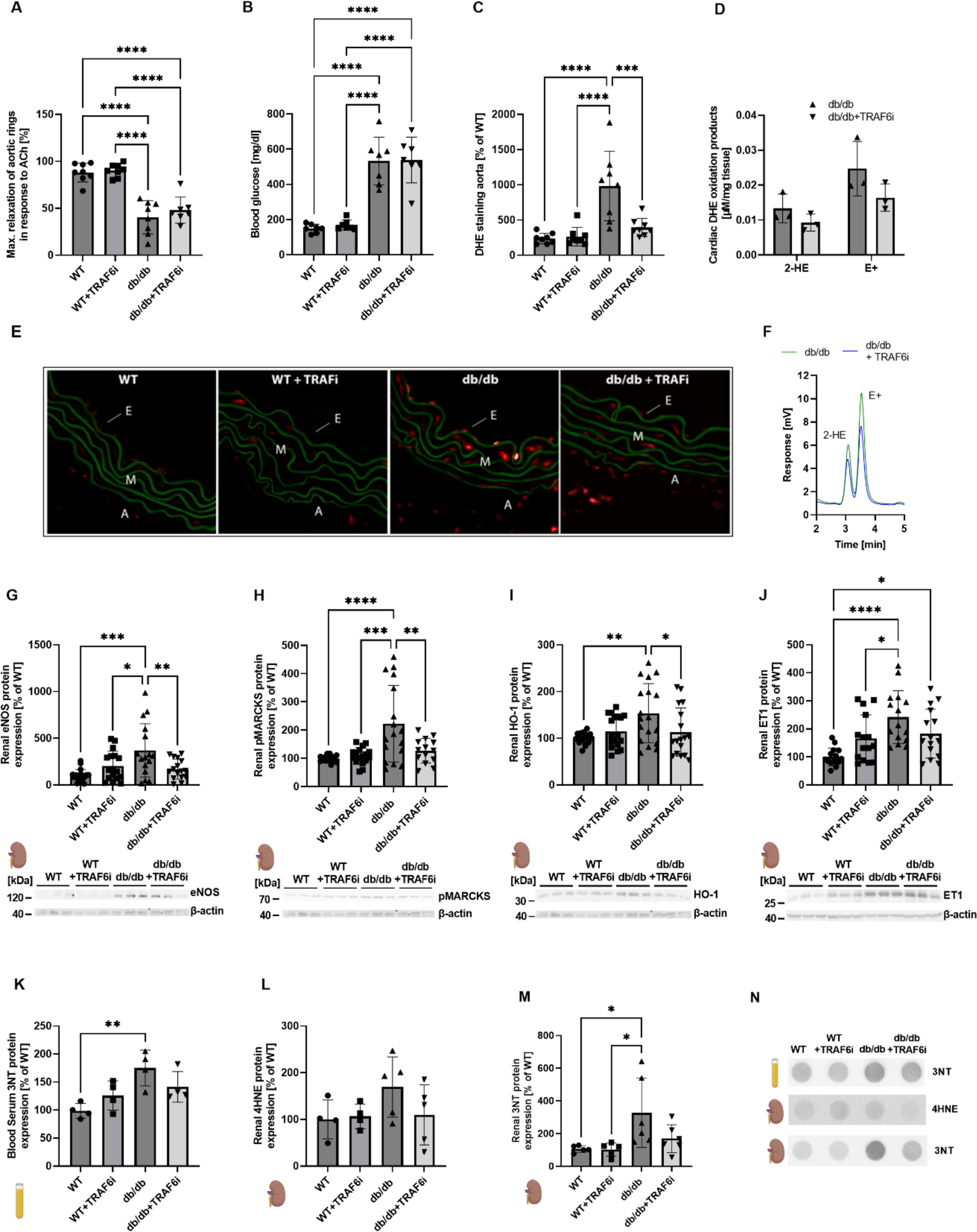 Role of inflammatory signaling pathways involving the CD40–CD40L–TRAF cascade in diabetes and hypertension—insights from animal and human studies