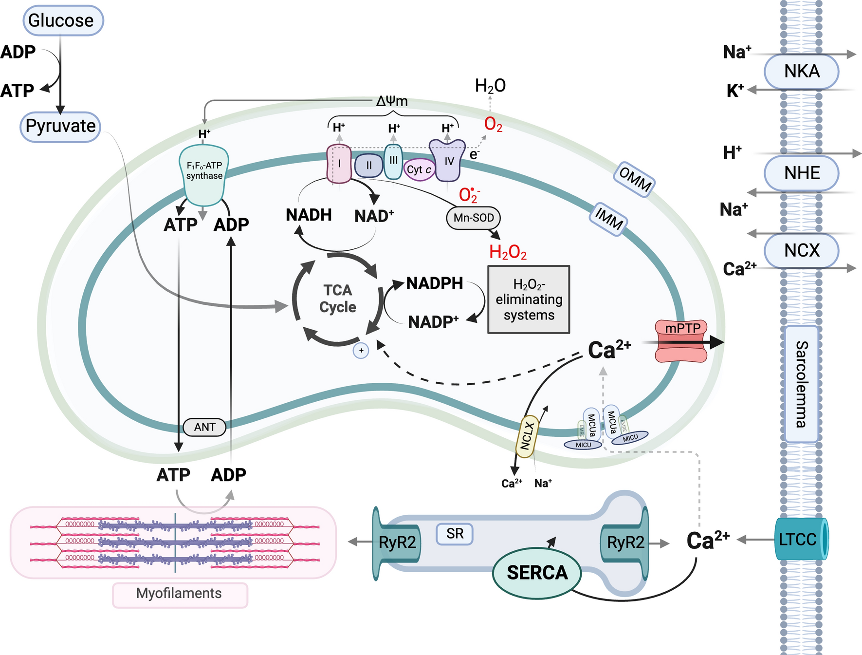 Mitochondrial calcium in cardiac ischemia/reperfusion injury and cardioprotection