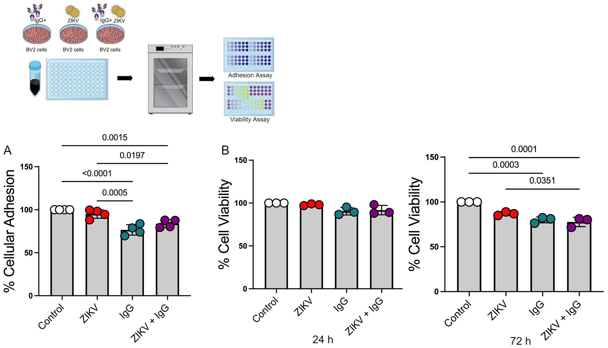 Evaluation of the effects of the Zika Virus-Immunoglobulin G+ complex on murine microglial cells