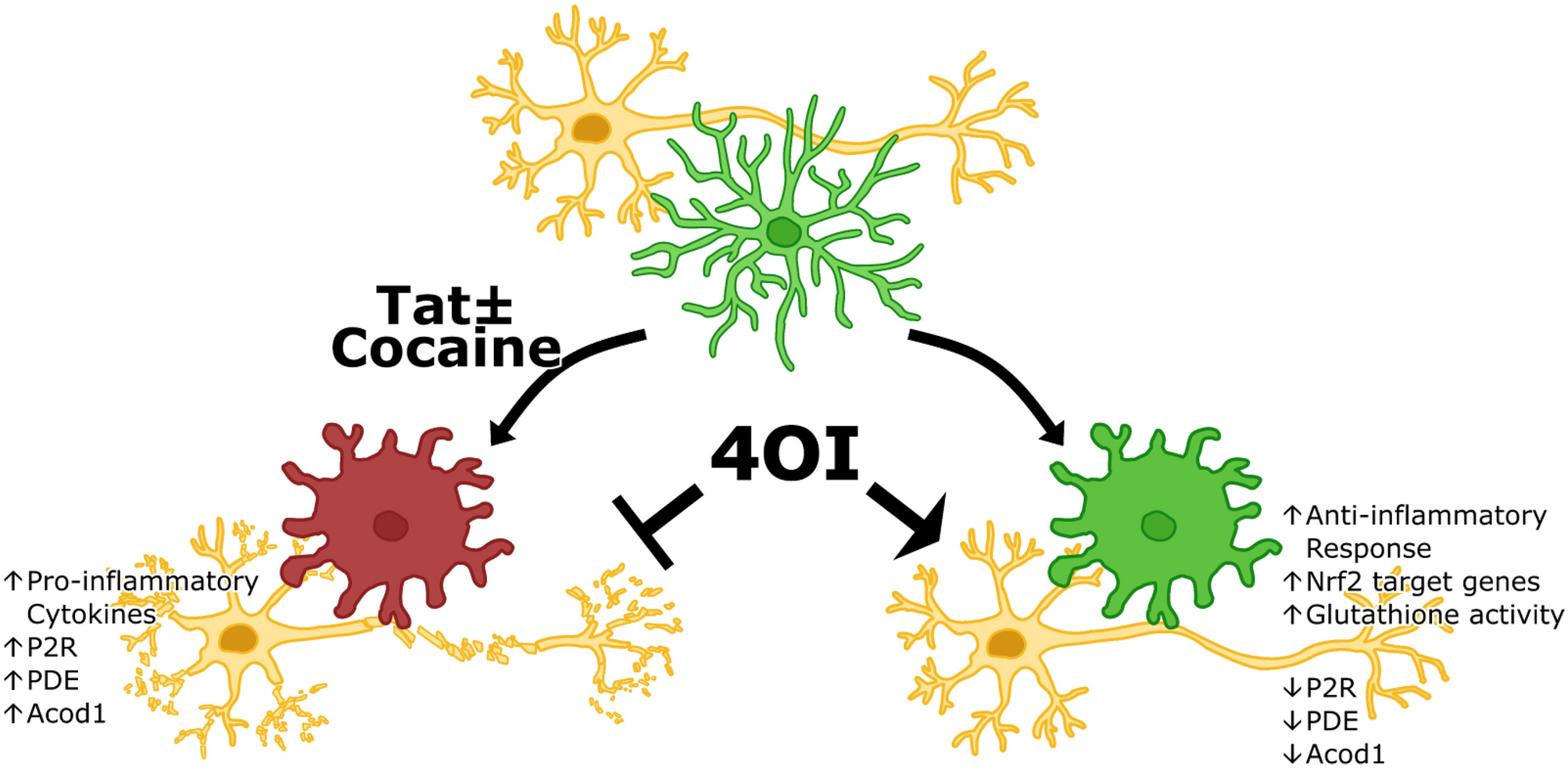 Suppression of HIV-TAT and cocaine-induced neurotoxicity and inflammation by cell penetrable itaconate esters