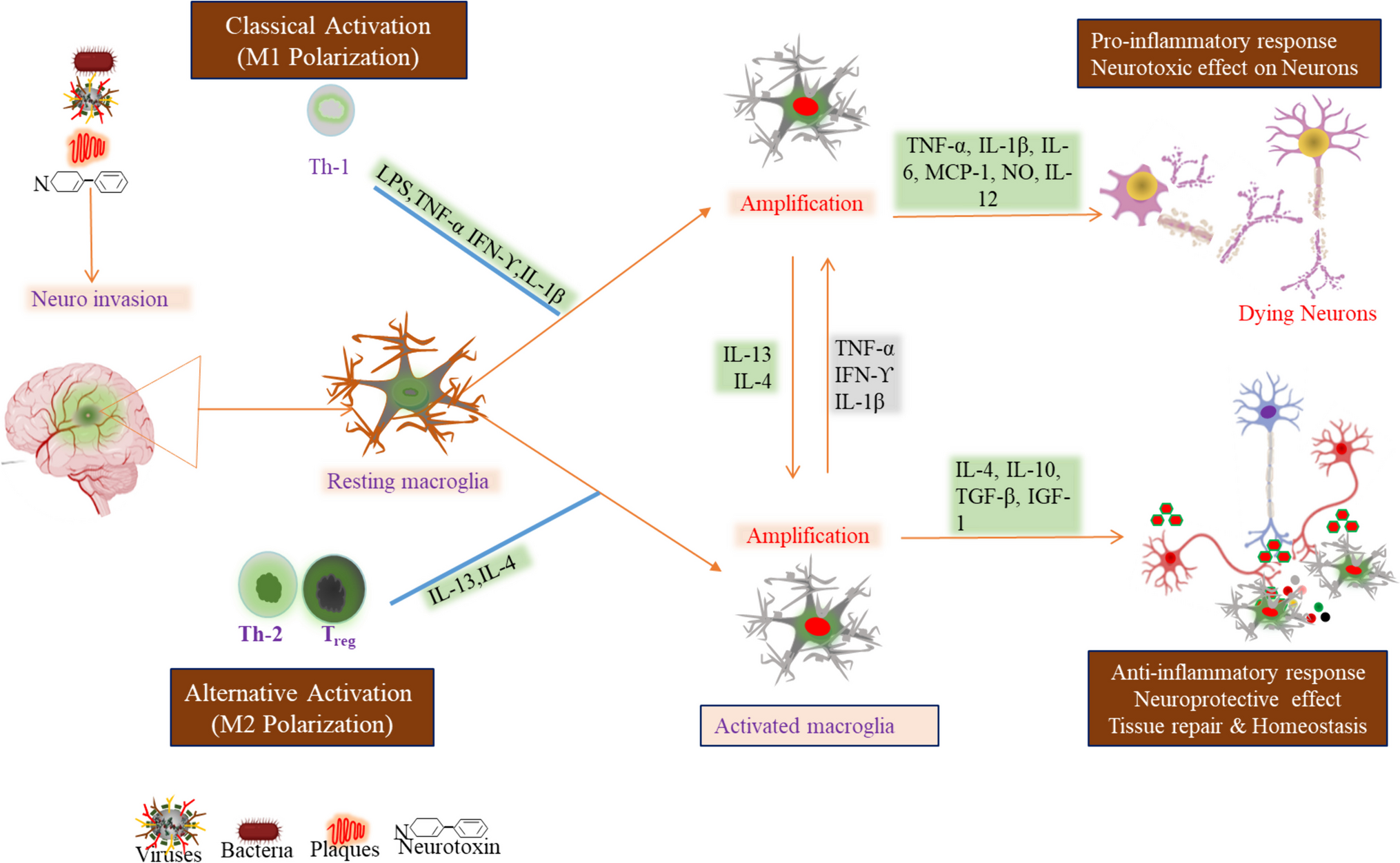 Role of inflammatory cytokine burst in neuro-invasion of Japanese Encephalitis virus infection: an immunotherapeutic approaches