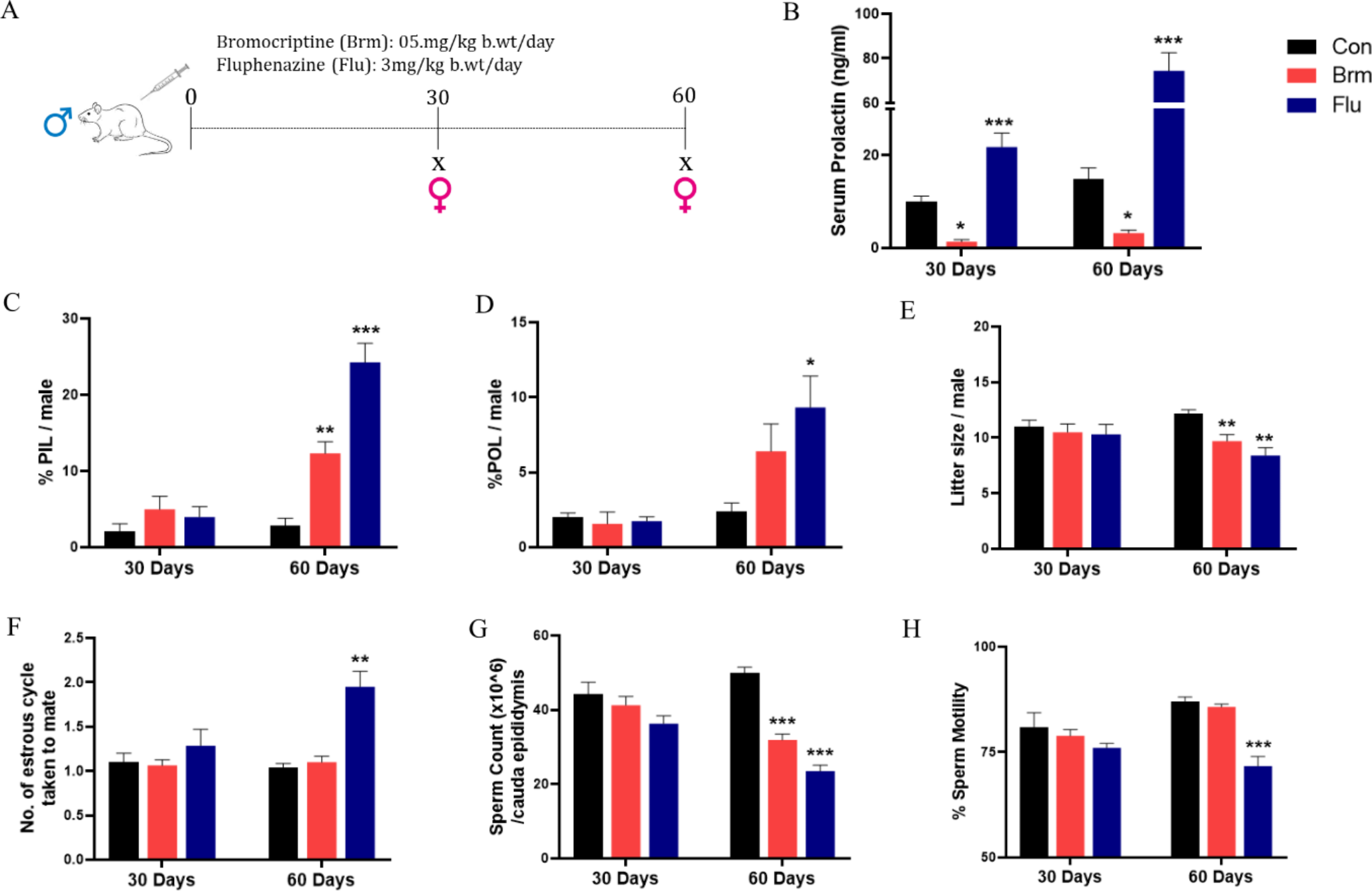 Molecular mechanisms underlying the effects of hypo- and hyper-prolactinemia on spermatogenesis and fertility in male rats