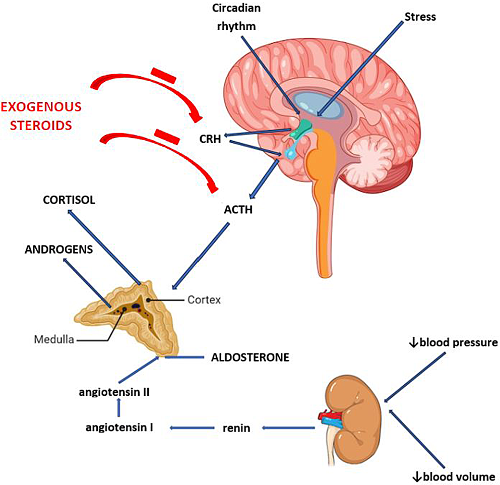 Glucocorticoid treatment and adrenal suppression in children: current view and open issues