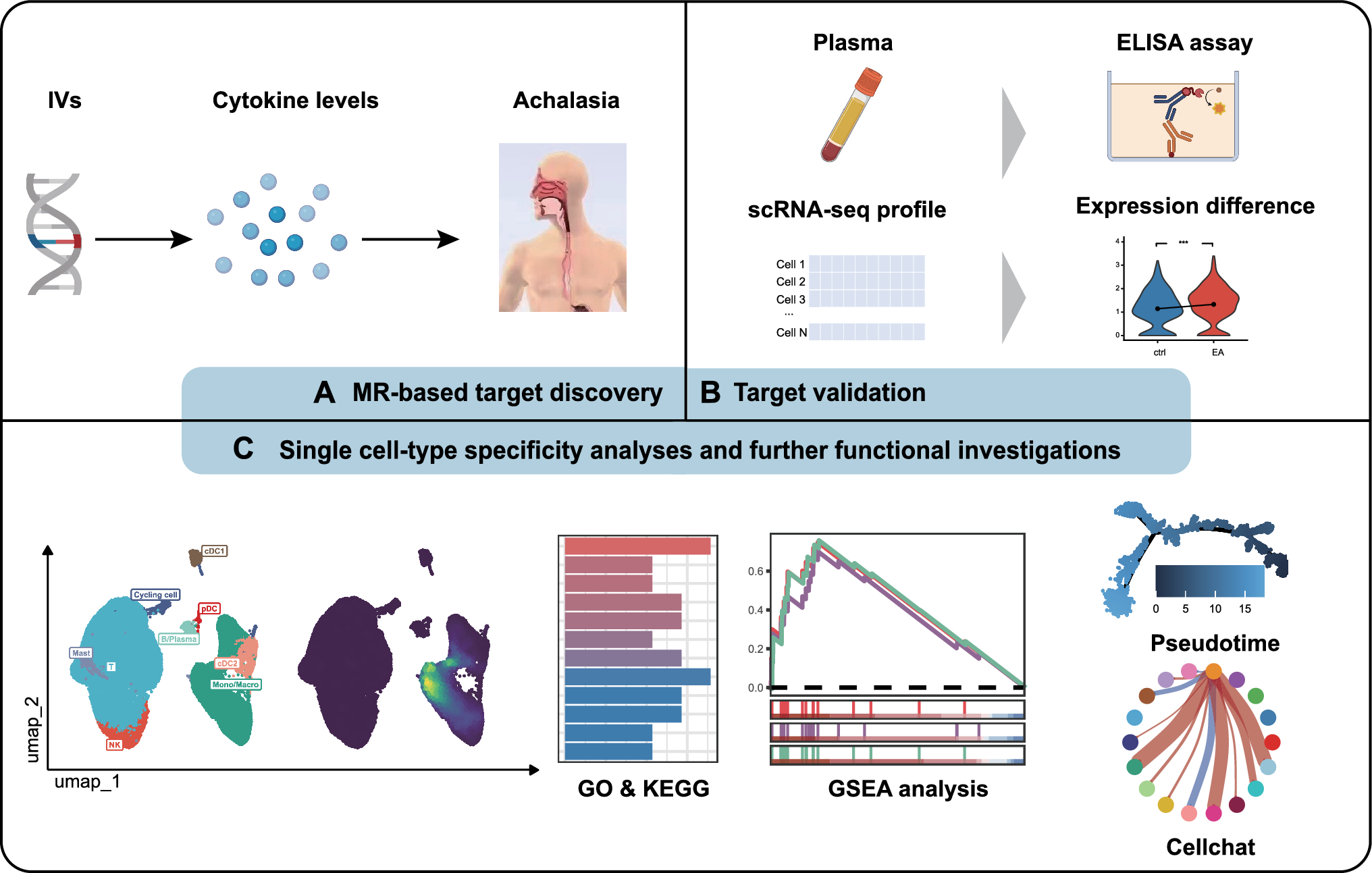 Association of circulating cytokine levels and tissue-infiltrating myeloid cells with achalasia: results from Mendelian randomization and validation through clinical characteristics and single-cell RNA sequencing