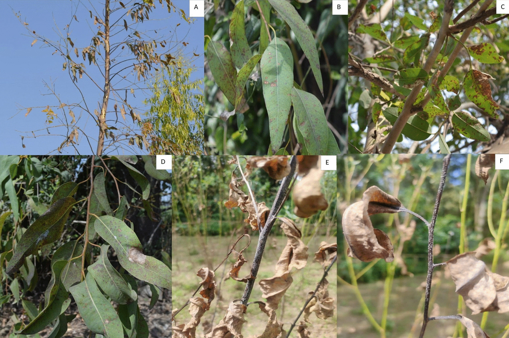 Calonectria eucalyptorum sp. nov., a new leaf blight pathogen of Eucalyptus from India