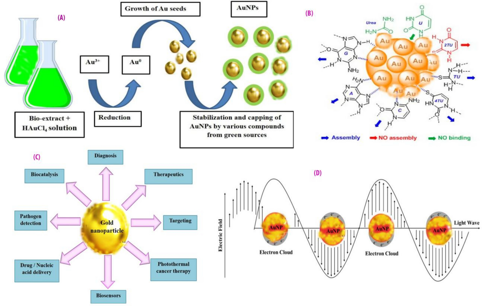 Biotechnological advances in microbial synthesis of gold nanoparticles: Optimizations and applications