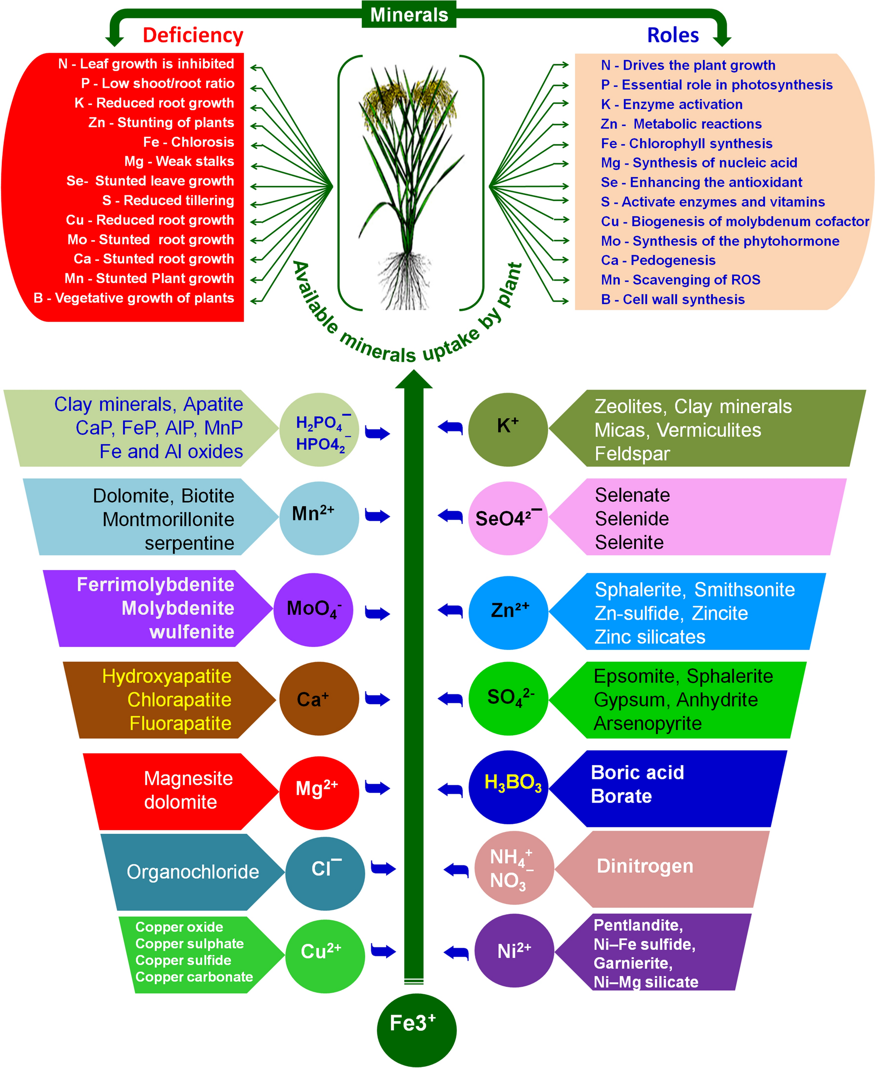 Microbes Mediated Nutrient Dynamics for Plant Growth Promotion: Current Research and Future Challenges