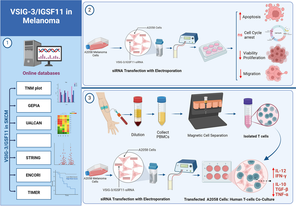 VSIG-3/IGSF11 silencing in A2058 melanoma cells simultaneously suppresses melanoma progression and induces anti-tumoral cytokine profile in human T cells: In silico and in vitro study
