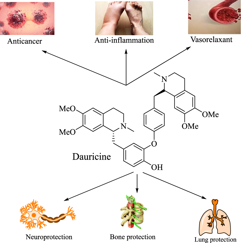 Dauricine: a review of natural observation, pharmacology, and pharmacokinetics