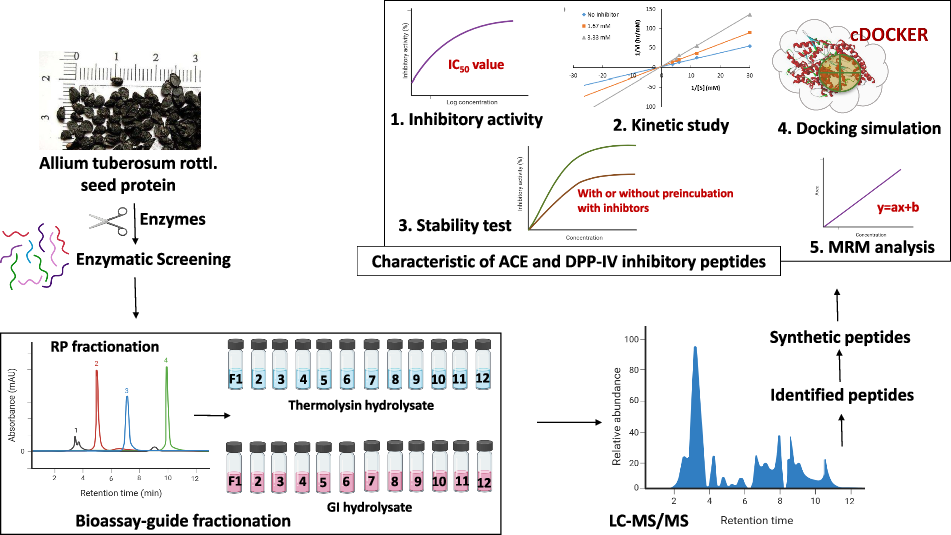 Characterization of Allium tuberosum Rottl. peptides with dual inhibitory activities against angiotensin I converting enzyme and dipeptidyl peptidase-IV