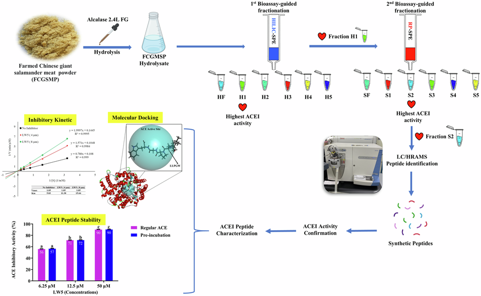 Exploration of potential antihypertensive peptides derived from farmed Chinese giant salamander (Andrias davidianus)