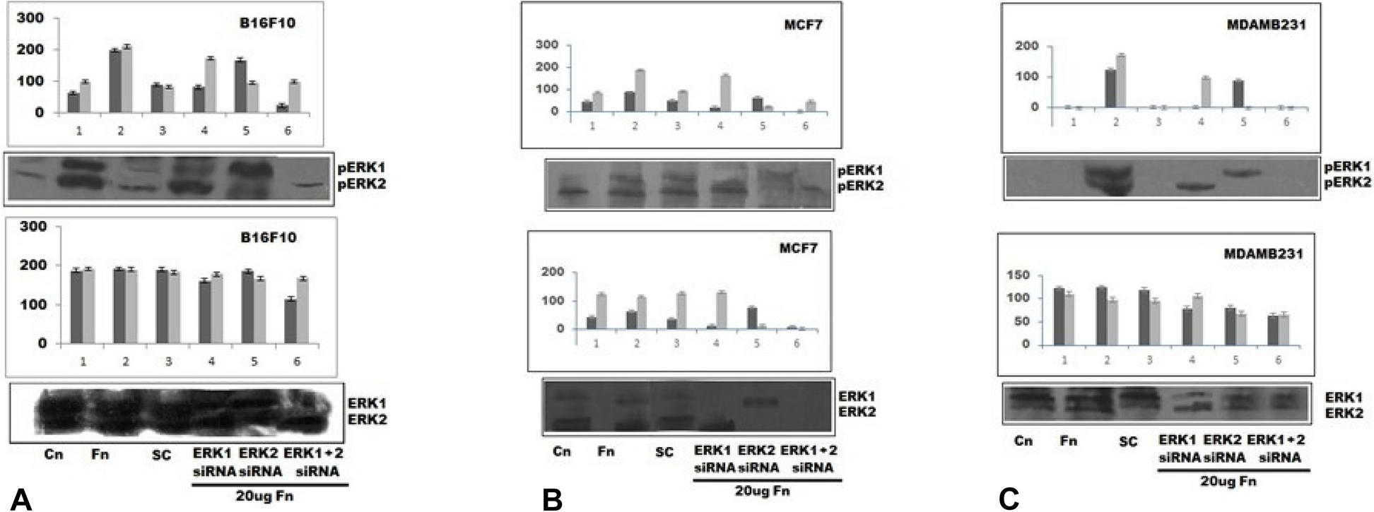 Interdependency and differential expression of ERK1 and ERK2 in breast and melanoma cell lines