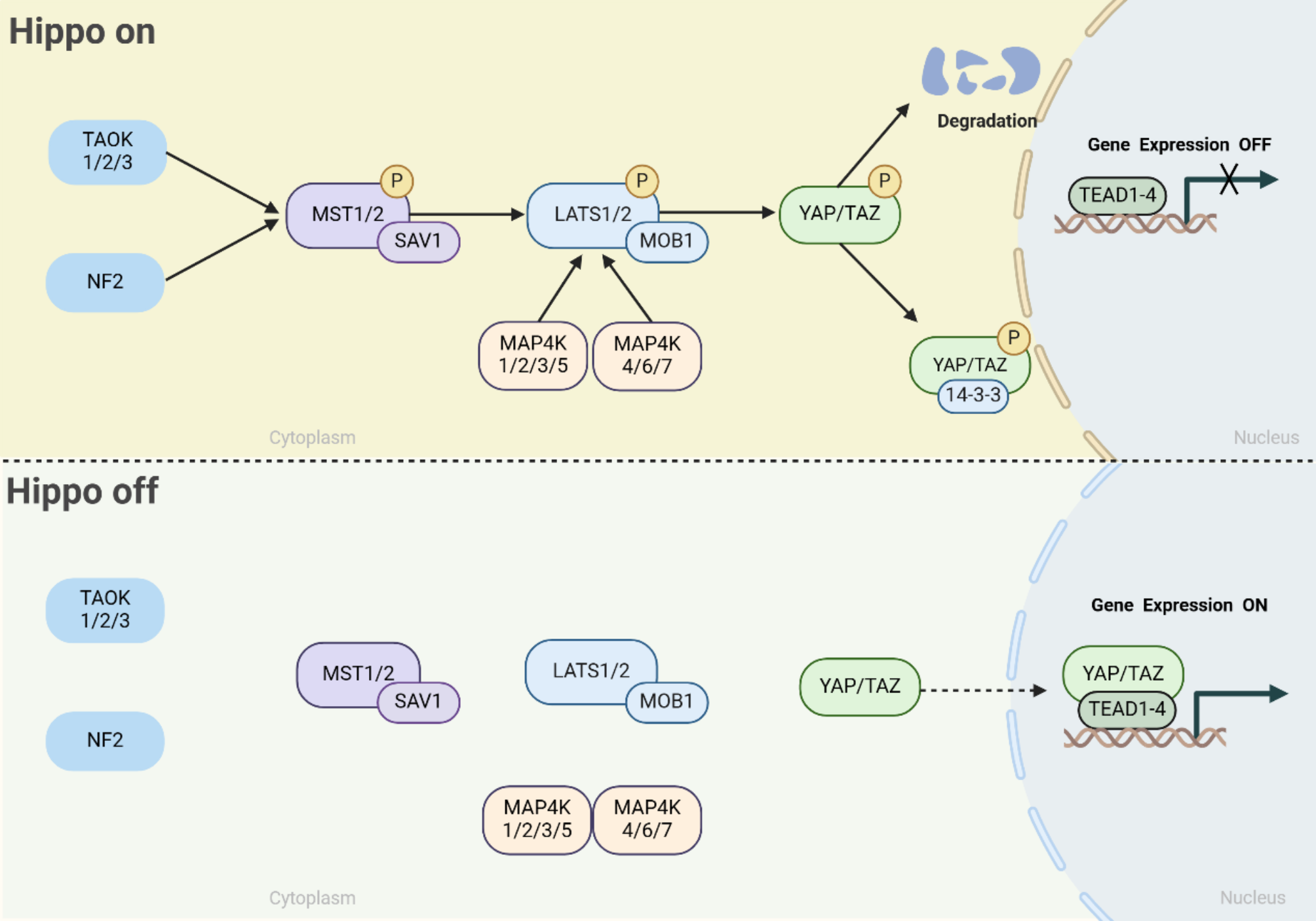 Emerging role and function of Hippo-YAP/TAZ signaling pathway in musculoskeletal disorders