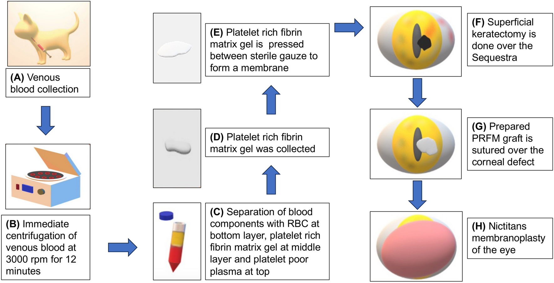 Surgical Management of Feline Corneal Sequestrum by Superficial Keratectomy and Autologous Platelet-Rich Fibrin Membrane Graft