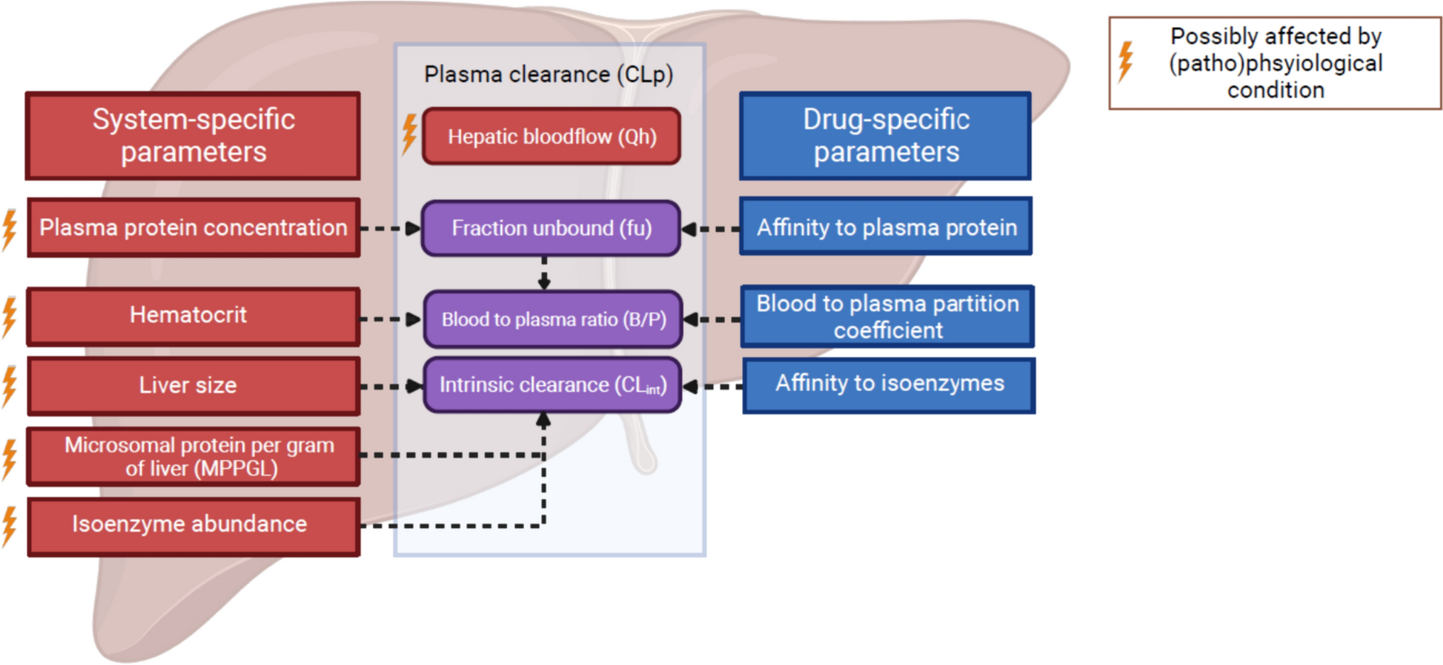 Changes in Plasma Clearance of CYP450 Probe Drugs May Not be Specific for Altered In Vivo Enzyme Activity Under (Patho)Physiological Conditions: How to Interpret Findings of Probe Cocktail Studies