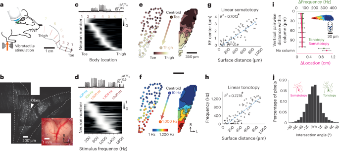 Emergence of a brainstem somatosensory tonotopic map for substrate vibration