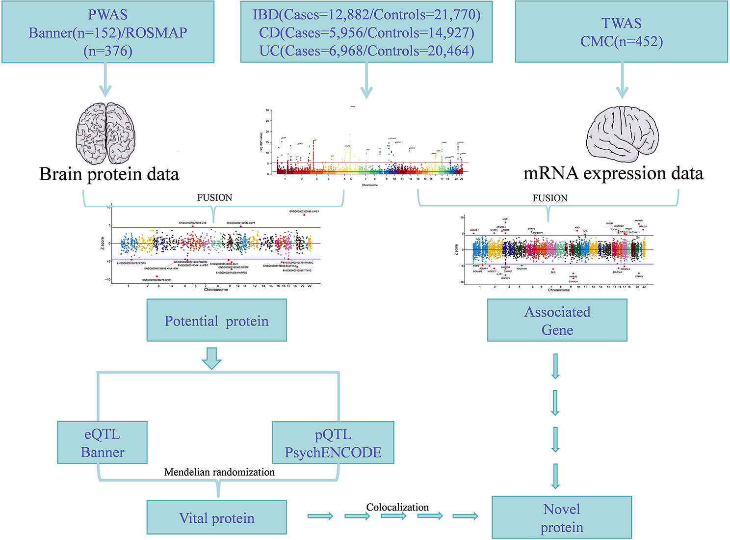 Identification of novel proteins in inflammatory bowel disease based on the gut-brain axis: a multi-omics integrated analysis