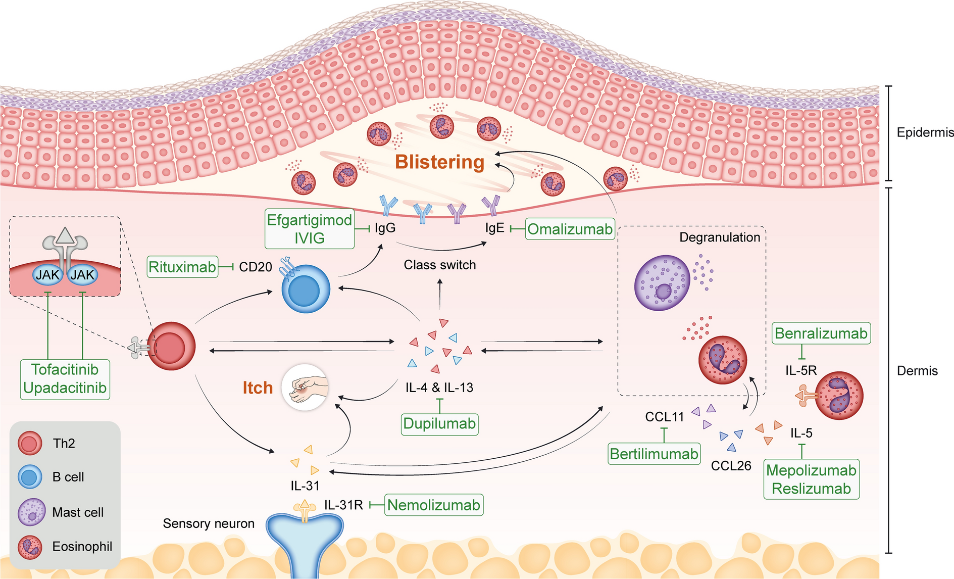 Pathophysiology of Bullous Pemphigoid: Role of Type 2 Inflammation and Emerging Treatment Strategies (Narrative Review)
