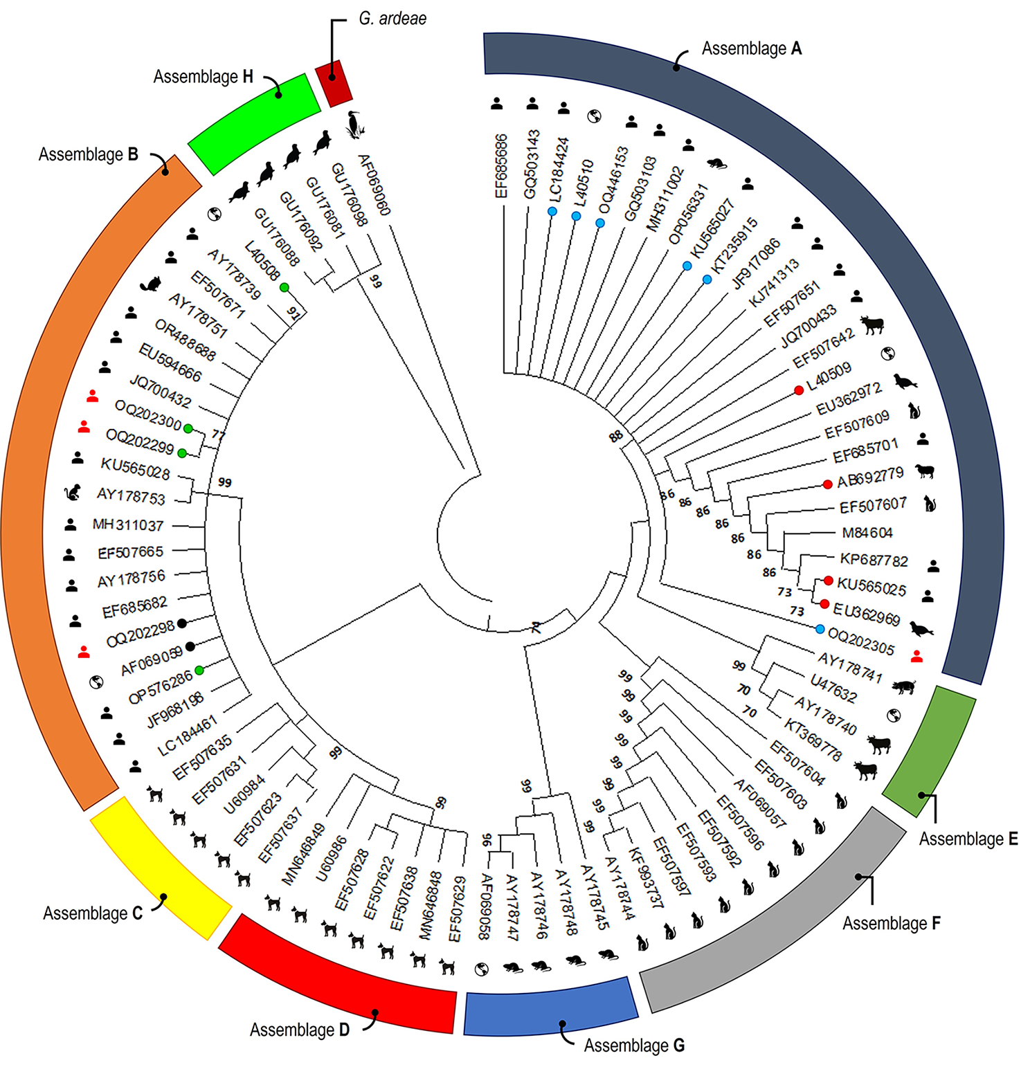 Occurrence and assemblage distribution of Giardia Duodenalis in symptomatic and asymptomatic patients in southeastern Iran (2019–2022)