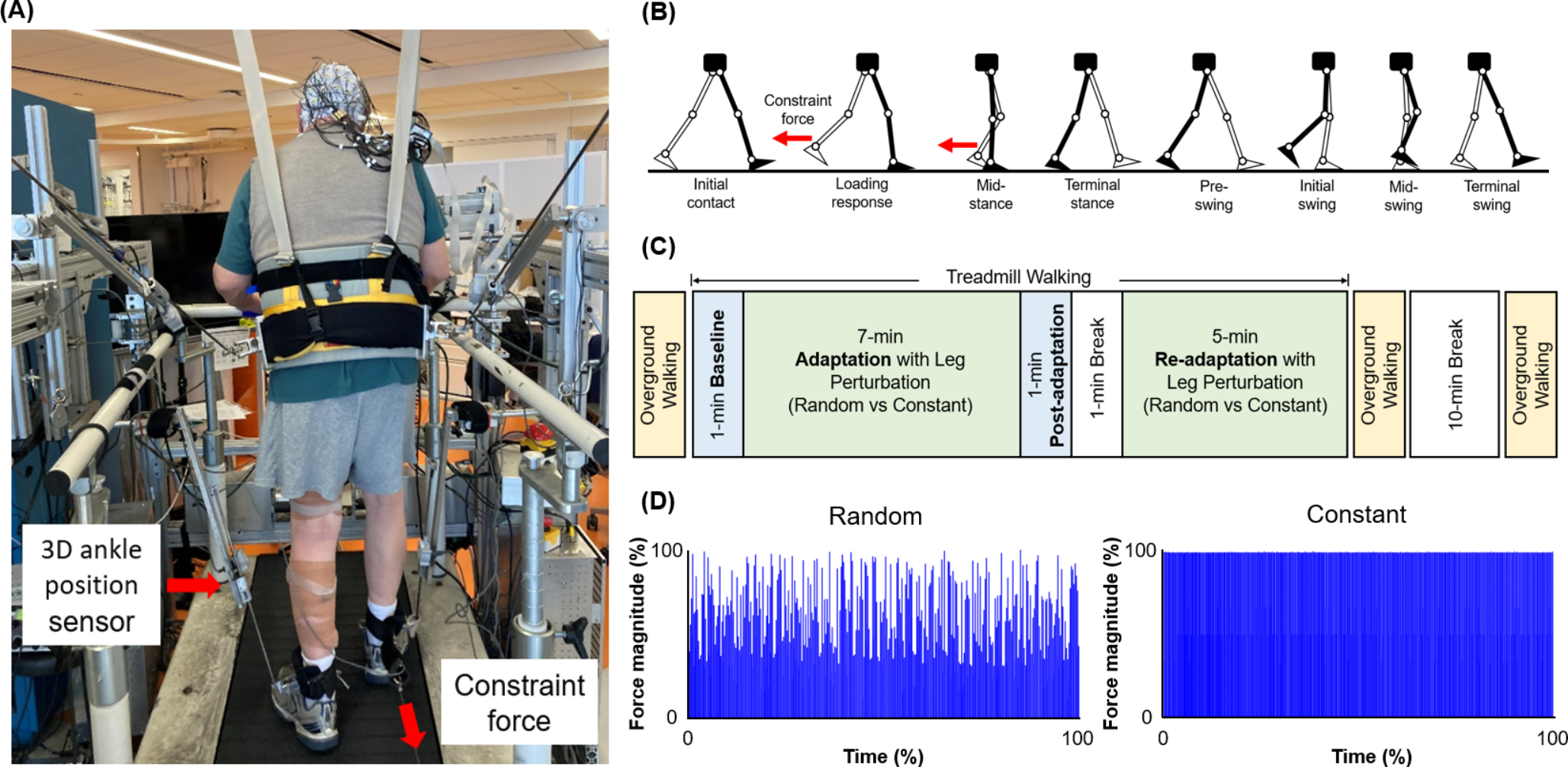 Cortical drive may facilitate enhanced use of the paretic leg induced by random constraint force to the non-paretic leg during walking in chronic stroke