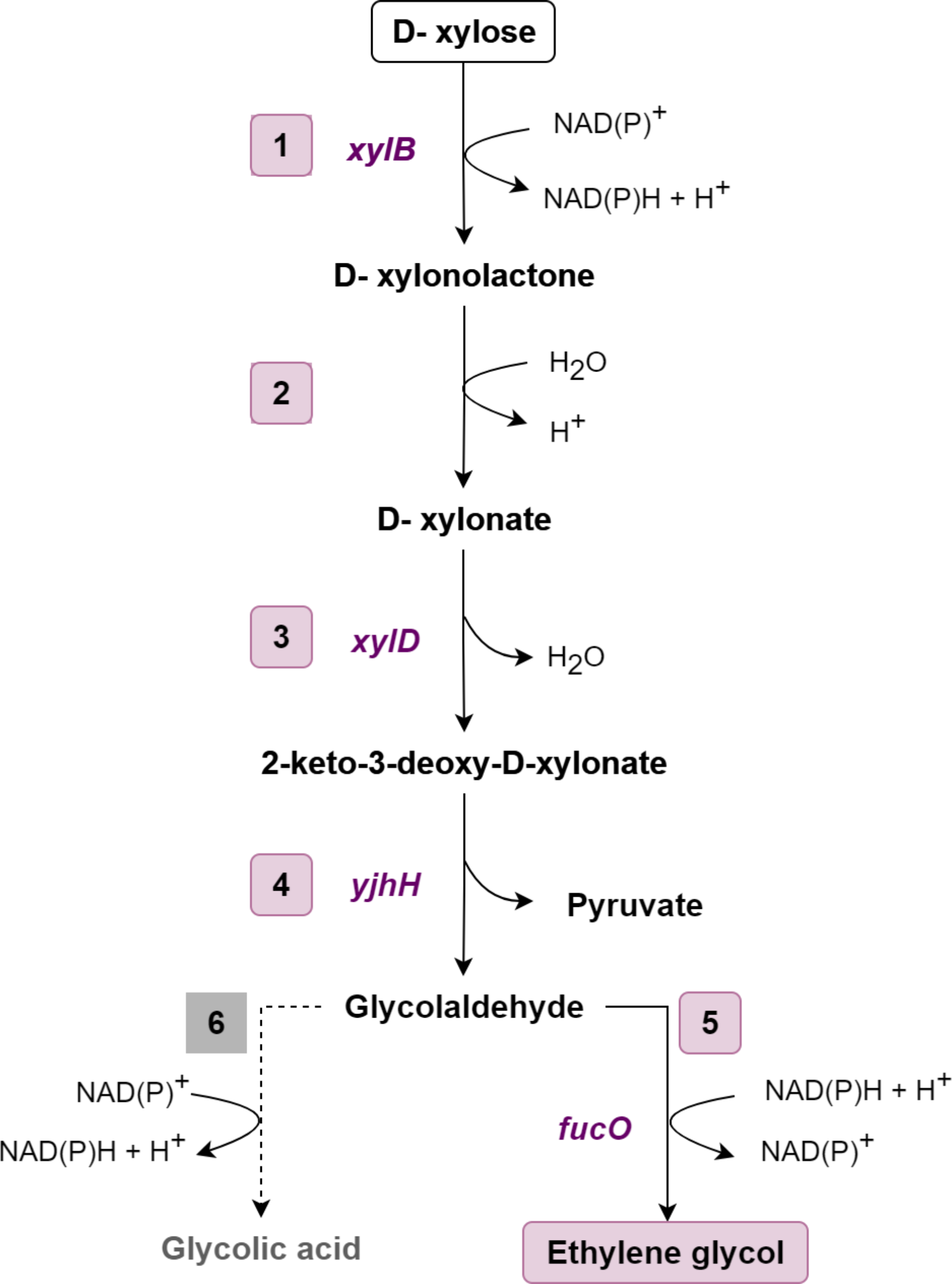 Engineering Komagataella phaffii for ethylene glycol production from xylose