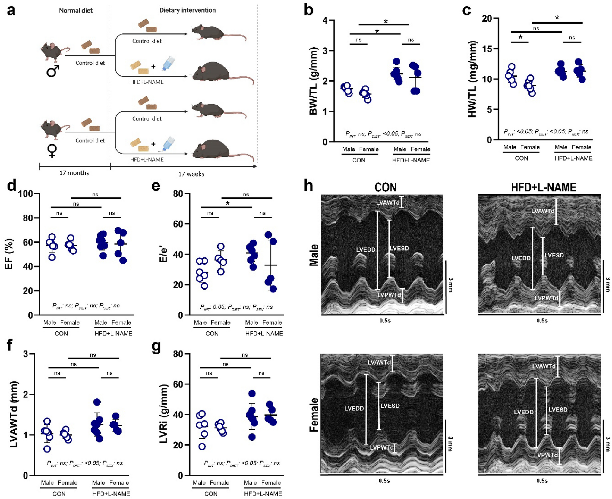 Effects of sex and obesity on immune checkpoint inhibition-related cardiac systolic dysfunction in aged mice