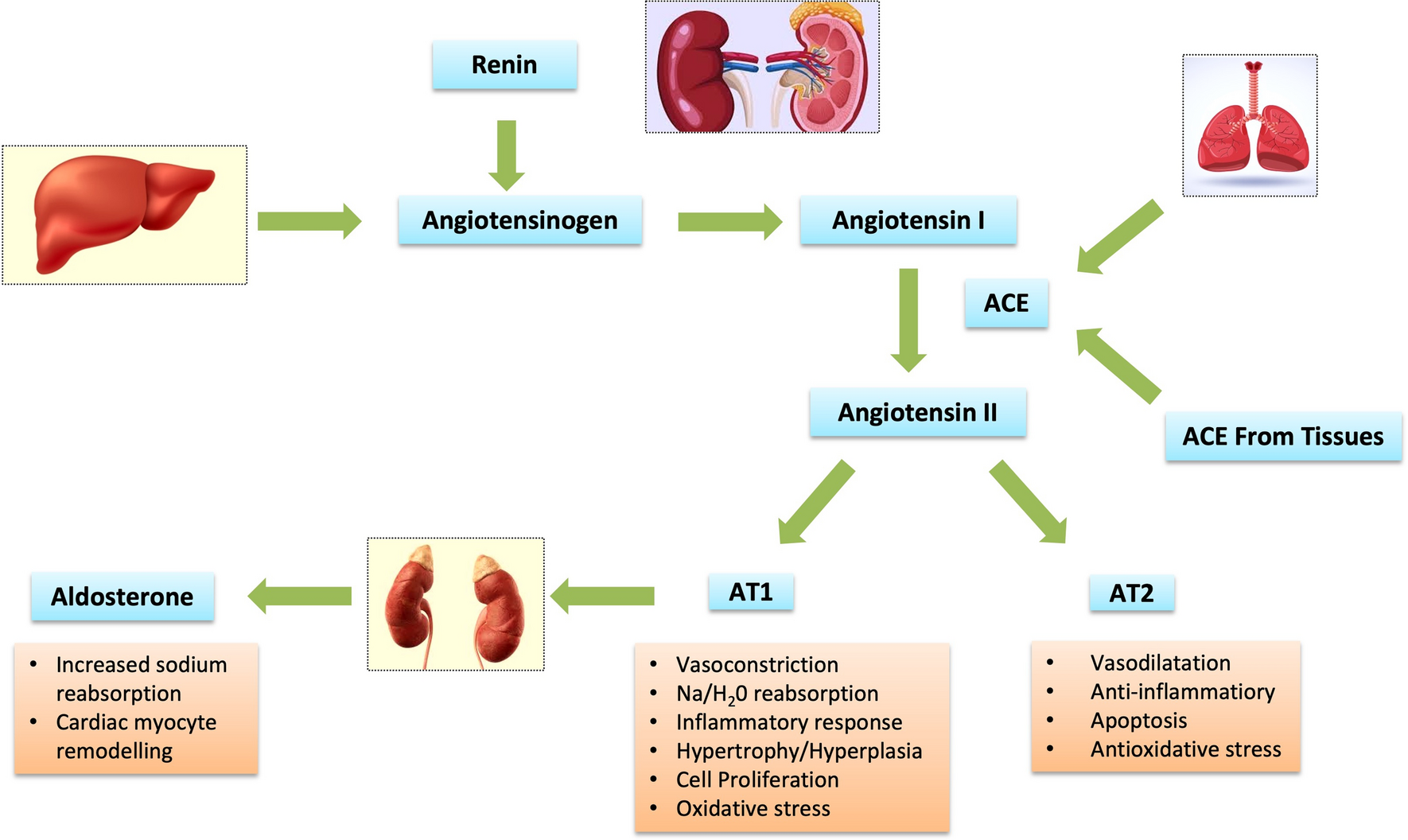 Finerenone: a breakthrough mineralocorticoid receptor antagonist for heart failure, diabetes and chronic kidney disease
