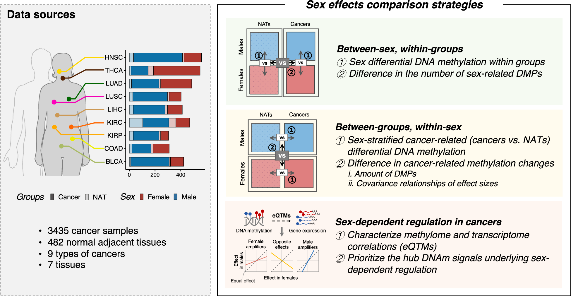 Attenuated sex-related DNA methylation differences in cancer highlight the magnitude bias mediating existing disparities