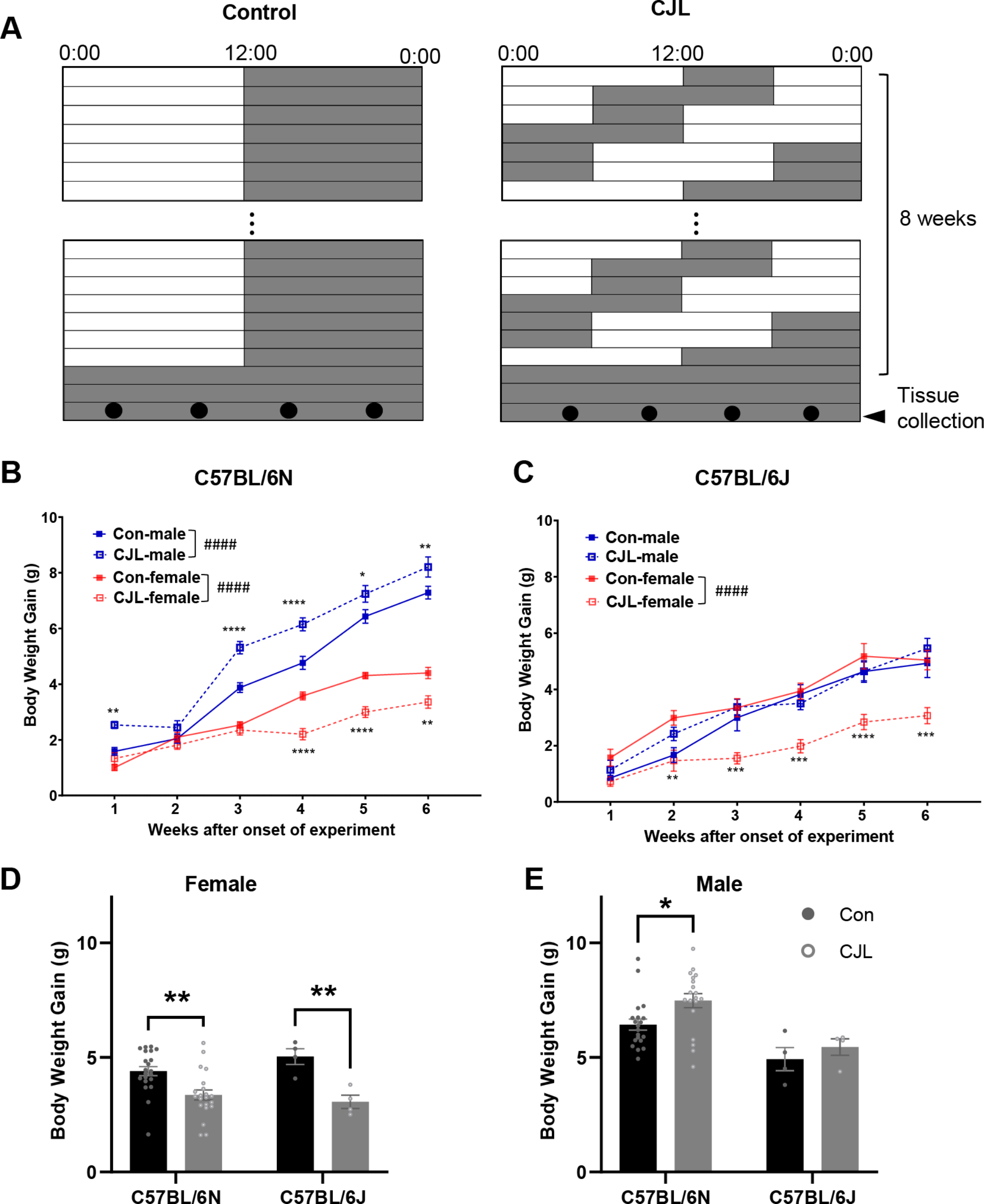 Sex-dependent effects of chronic jet lag on circadian rhythm and metabolism in mice